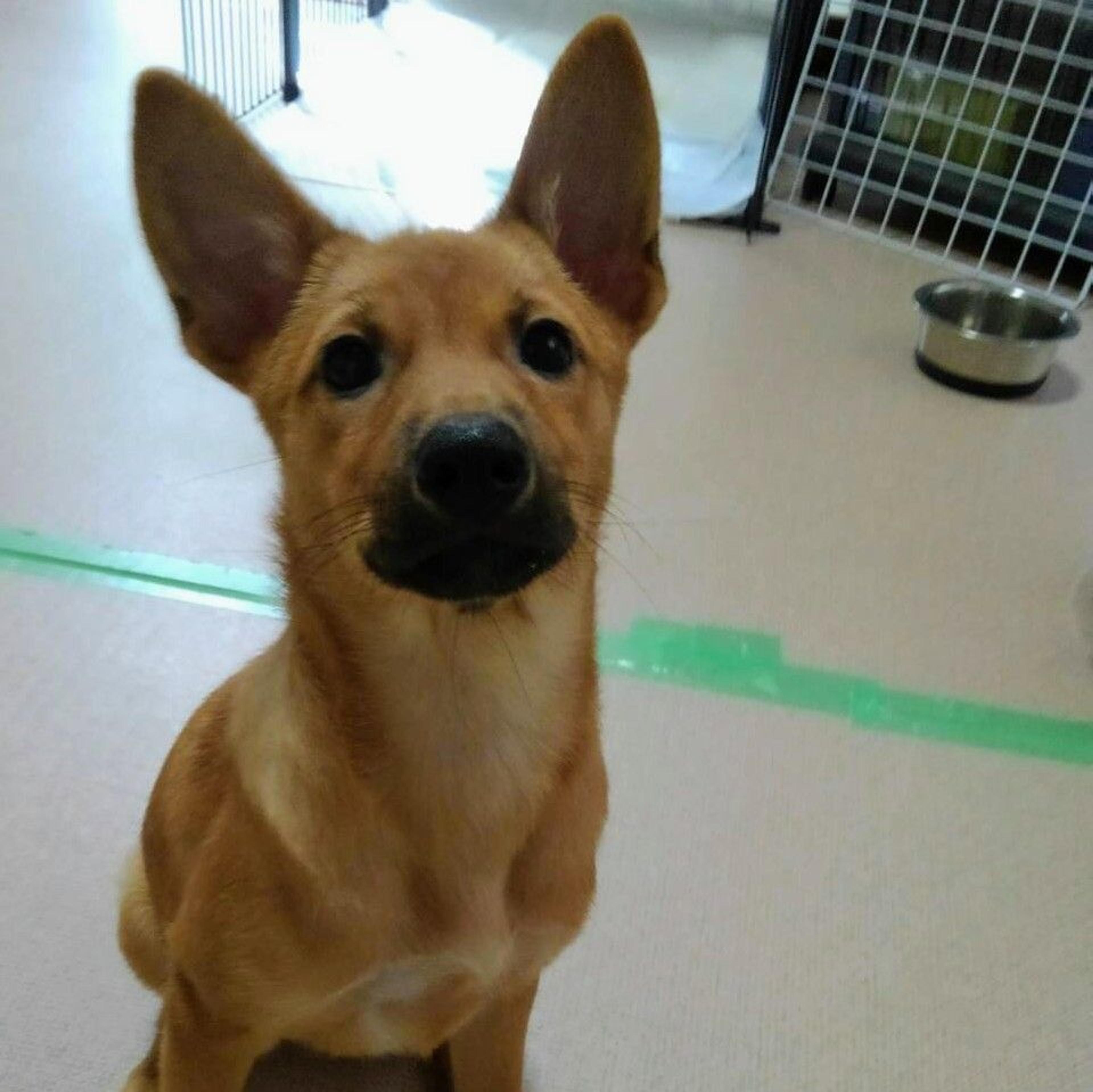 pet-image-4