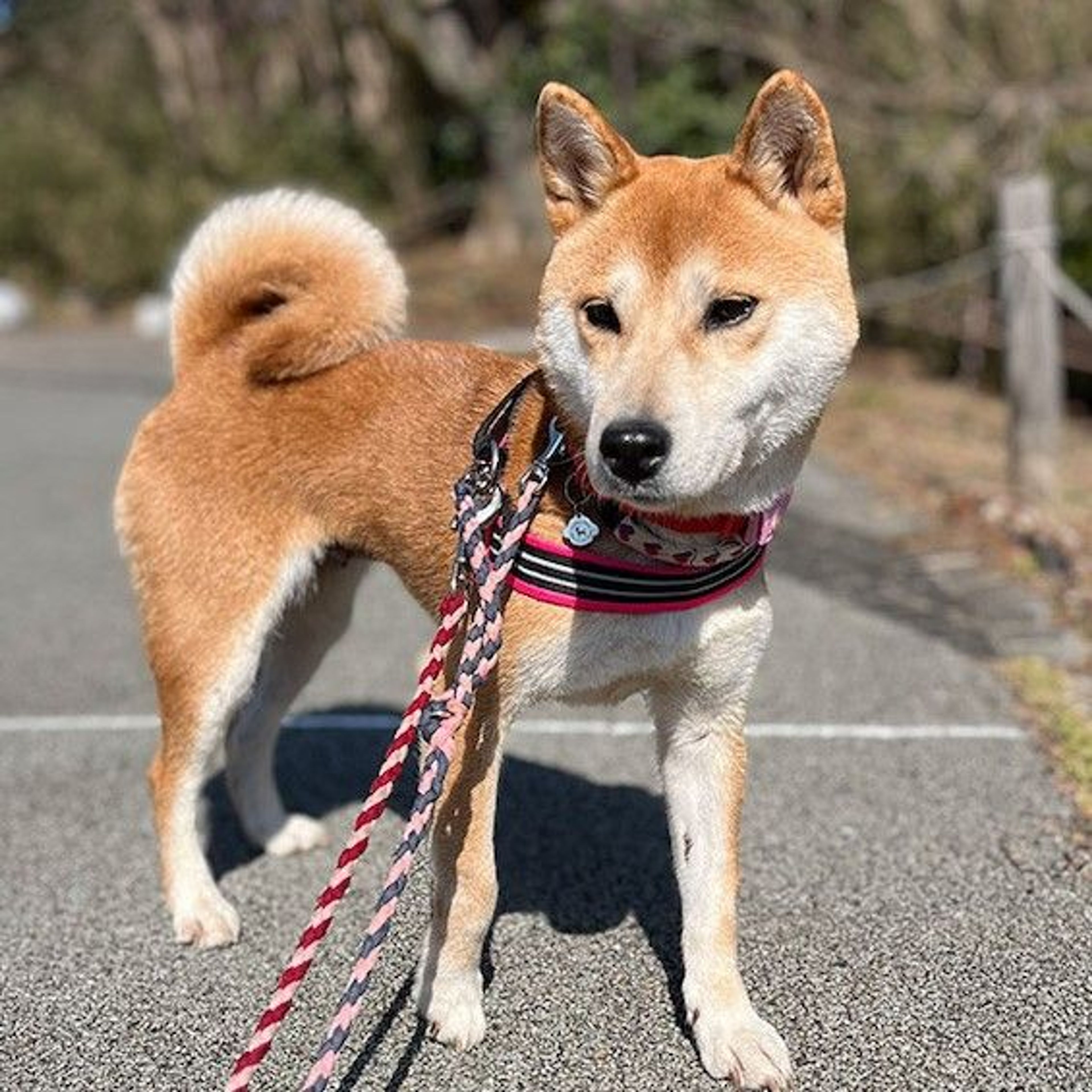 柴犬・メスの里親募集の写真
