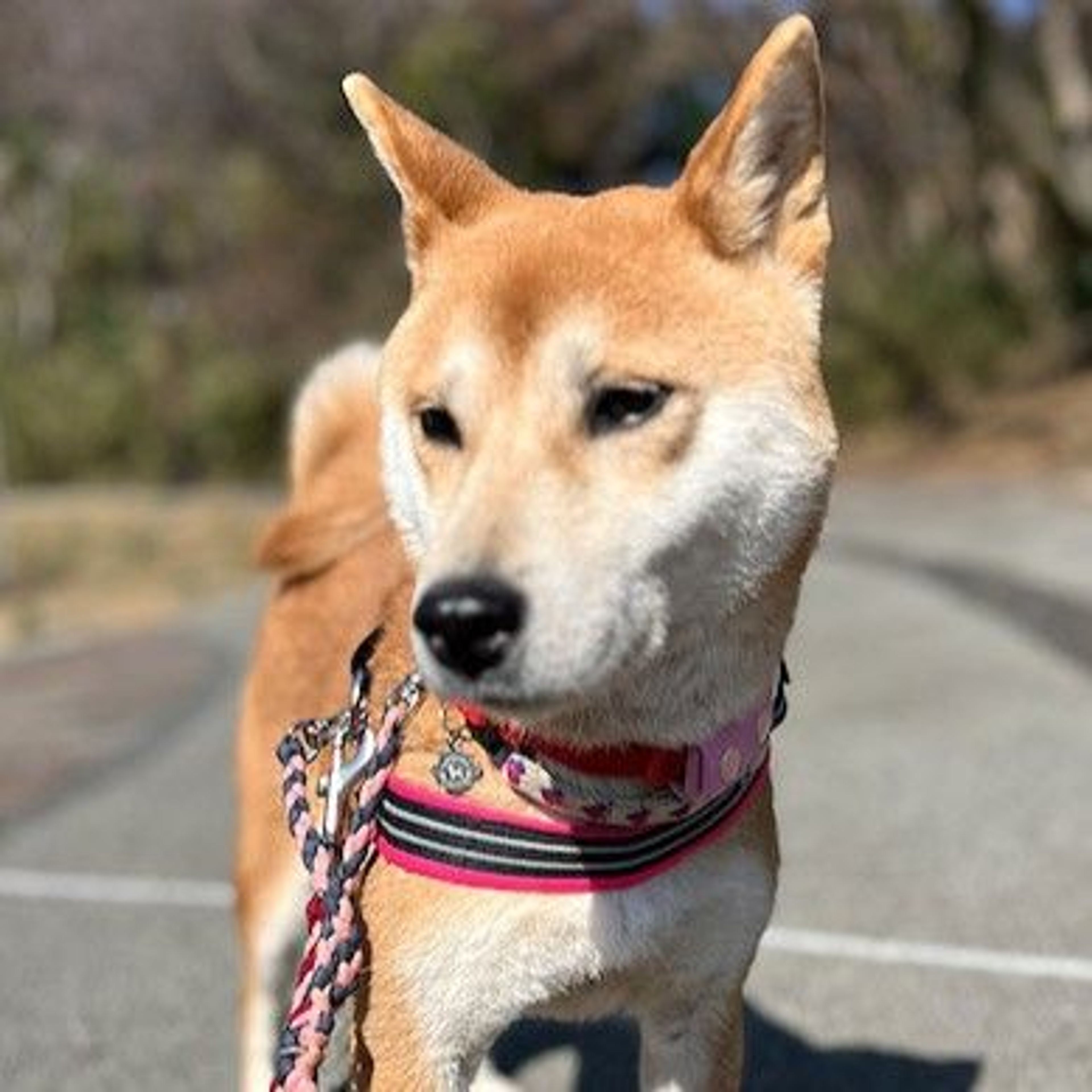 pet-image-3
