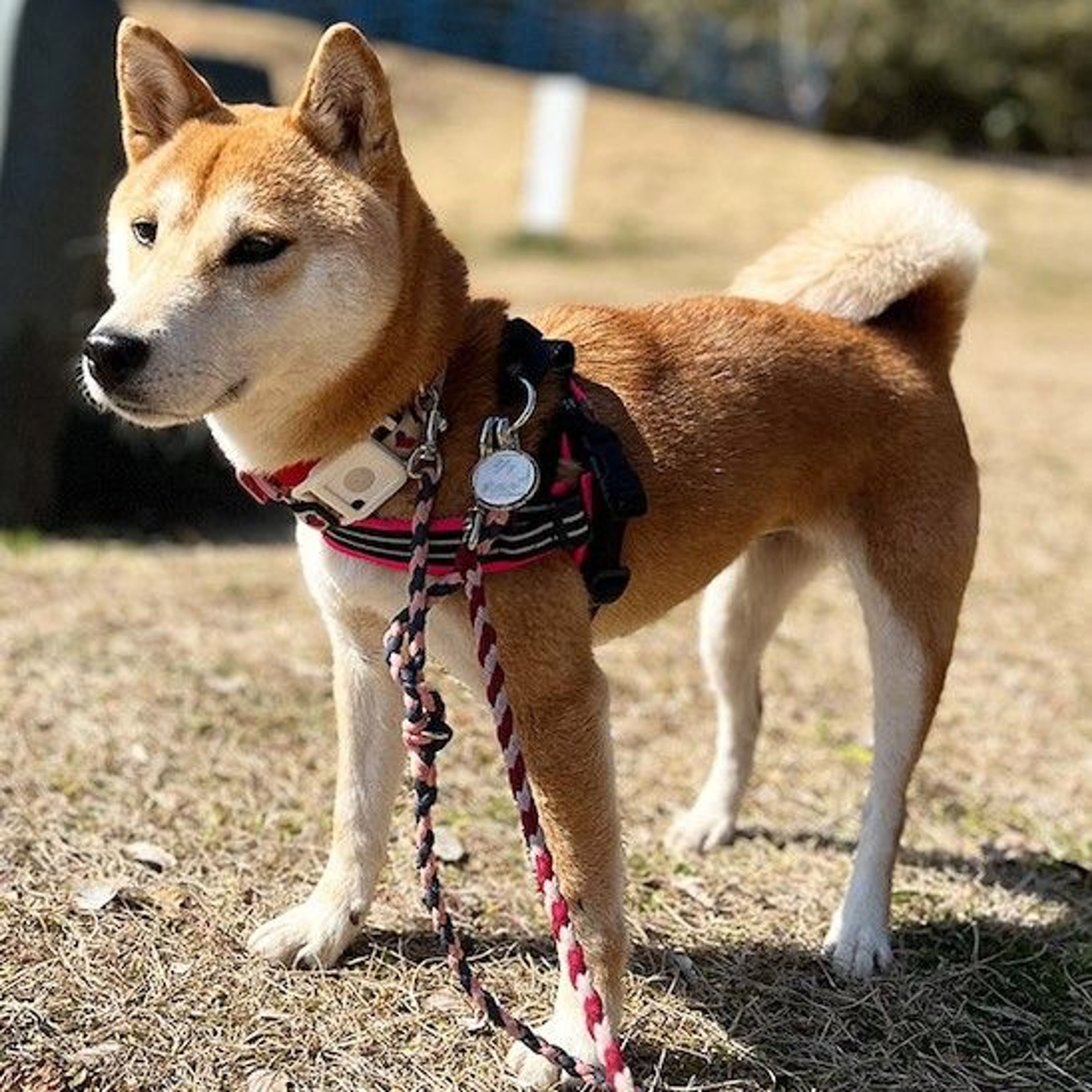 pet-image-4