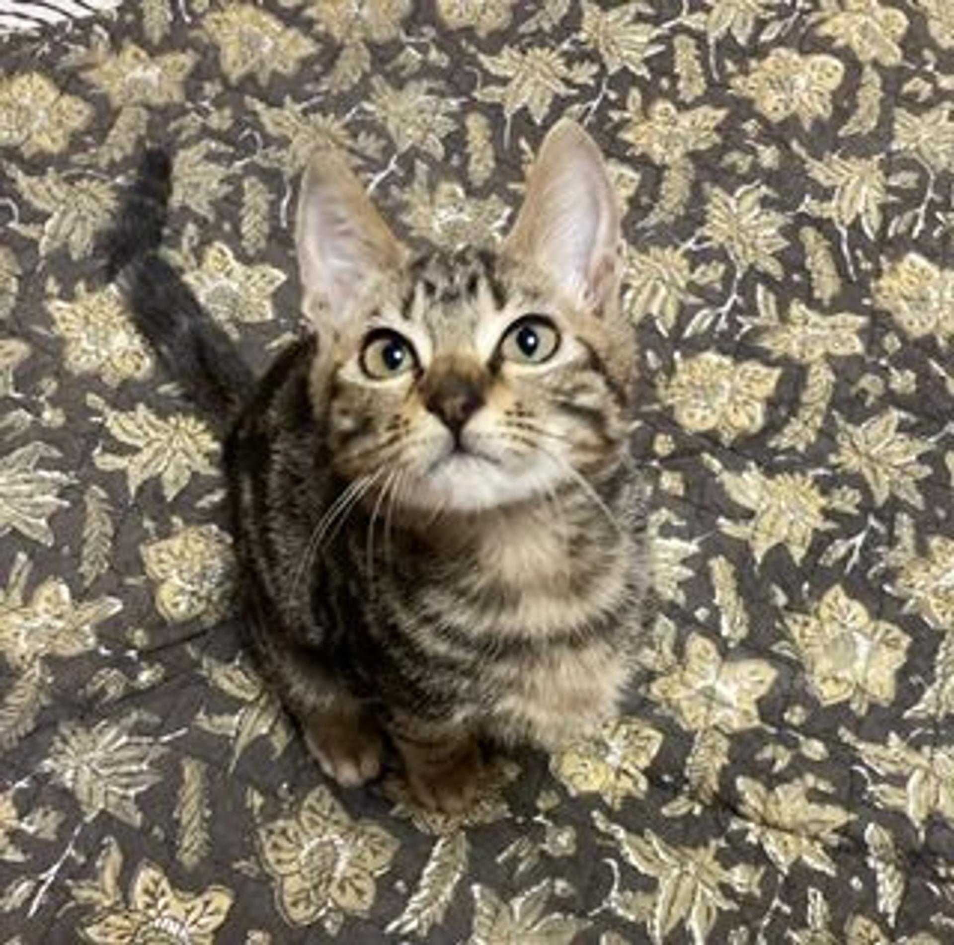 pet-image-9
