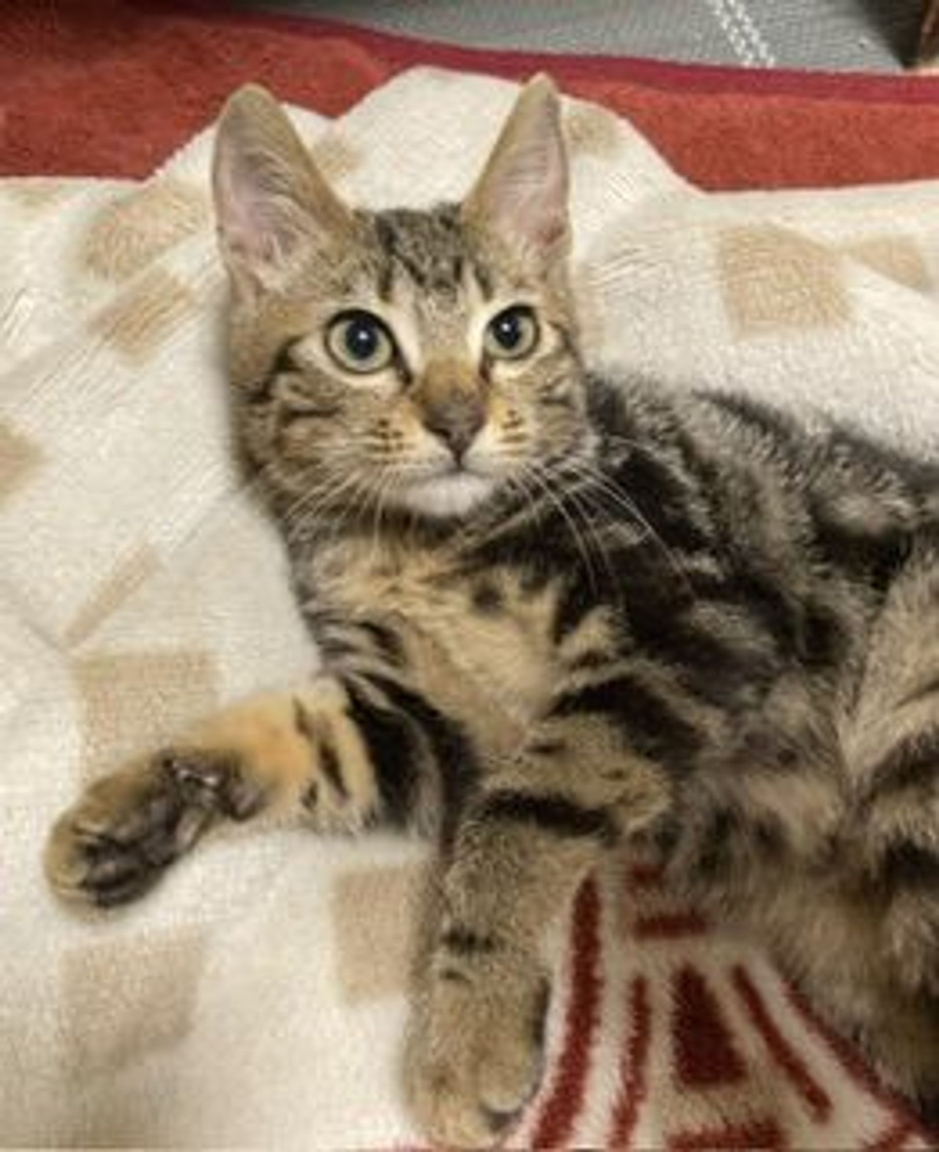 雑種（ミックス猫）・オスの里親募集の写真