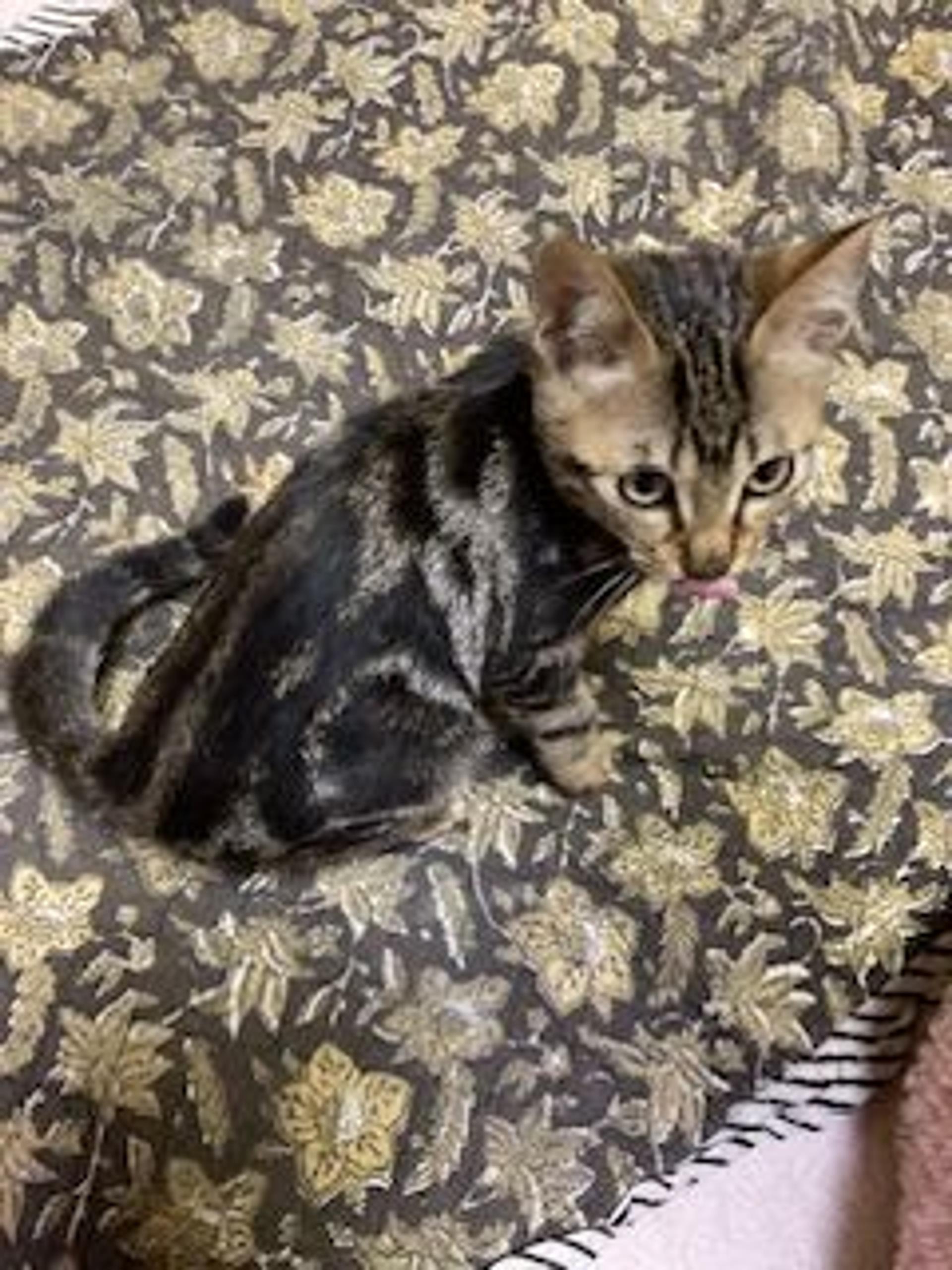 pet-image-4