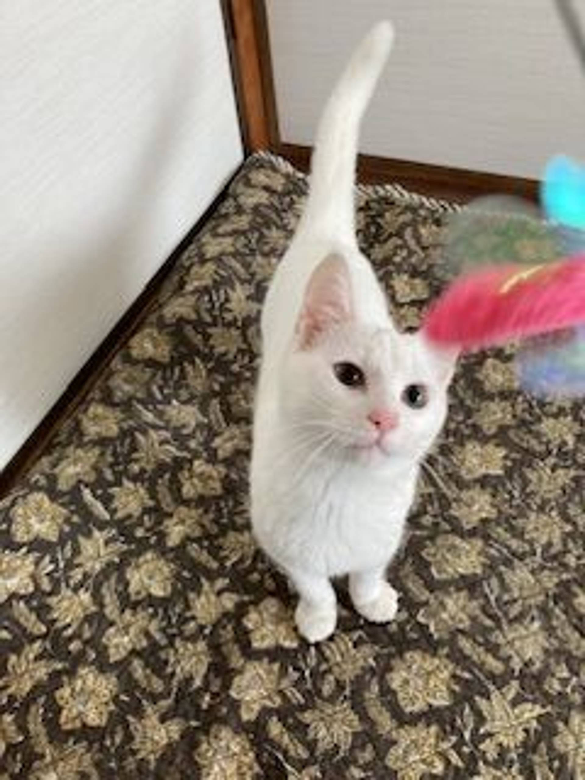 雑種（ミックス猫）・オスの里親募集の写真