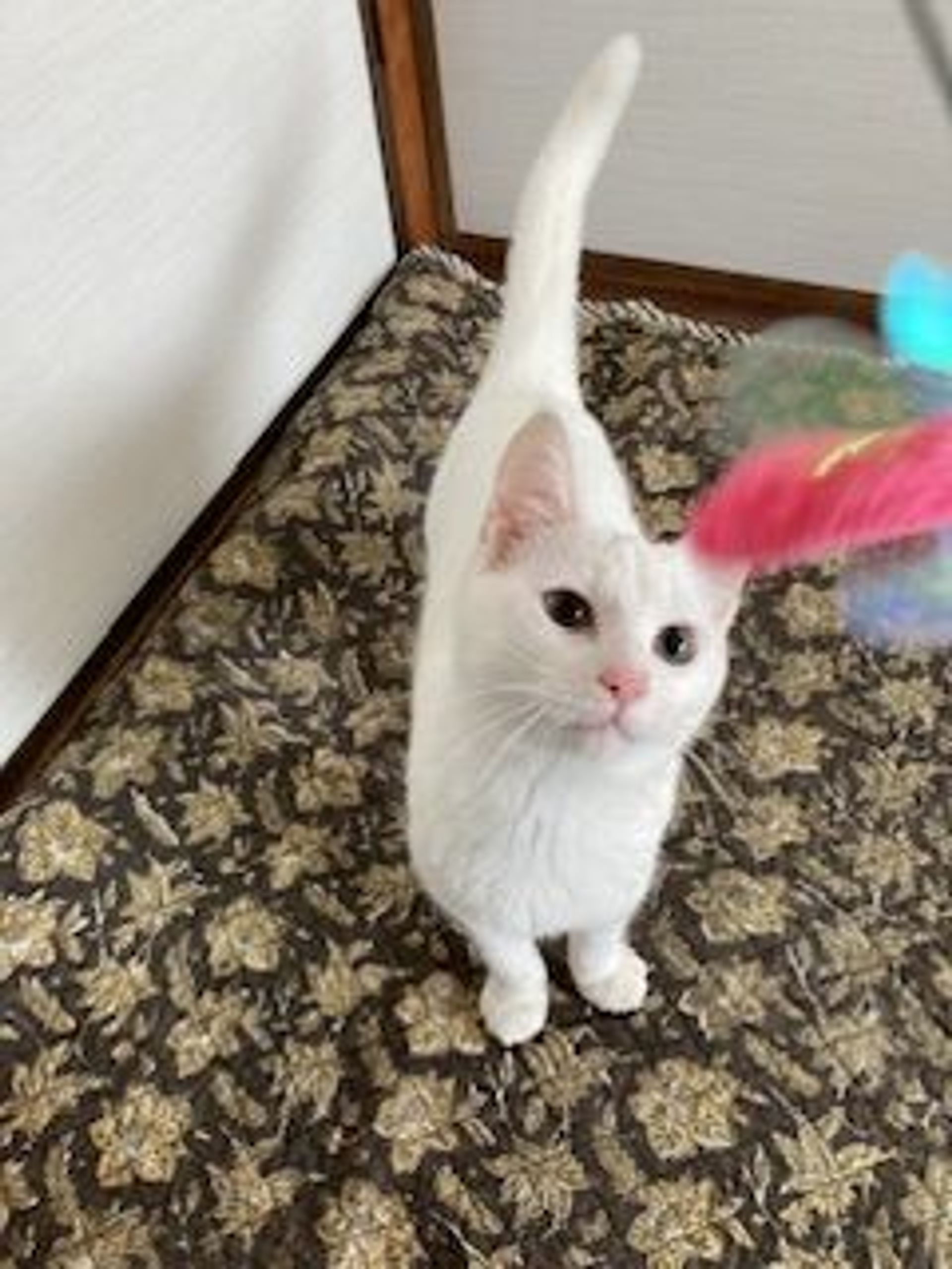 雑種（ミックス猫）・オスの里親募集の写真