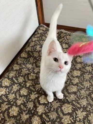 アンちゃんの写真