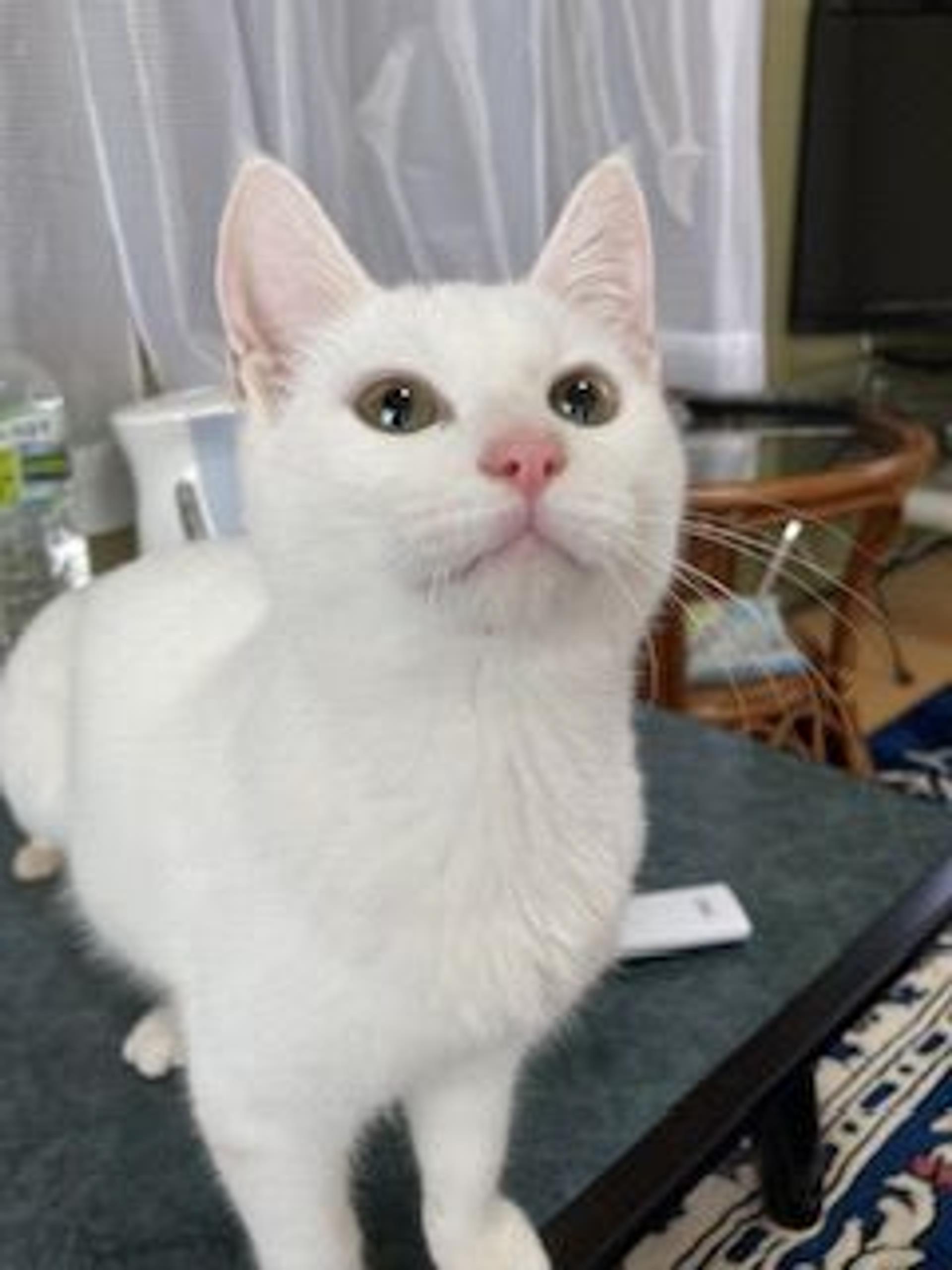 pet-image-2