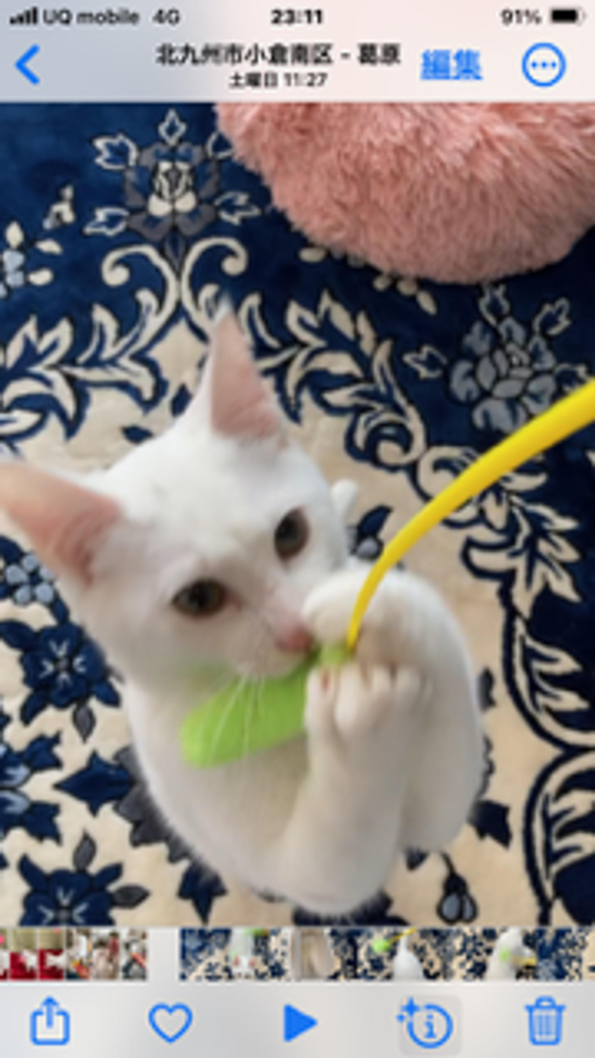 pet-image-3