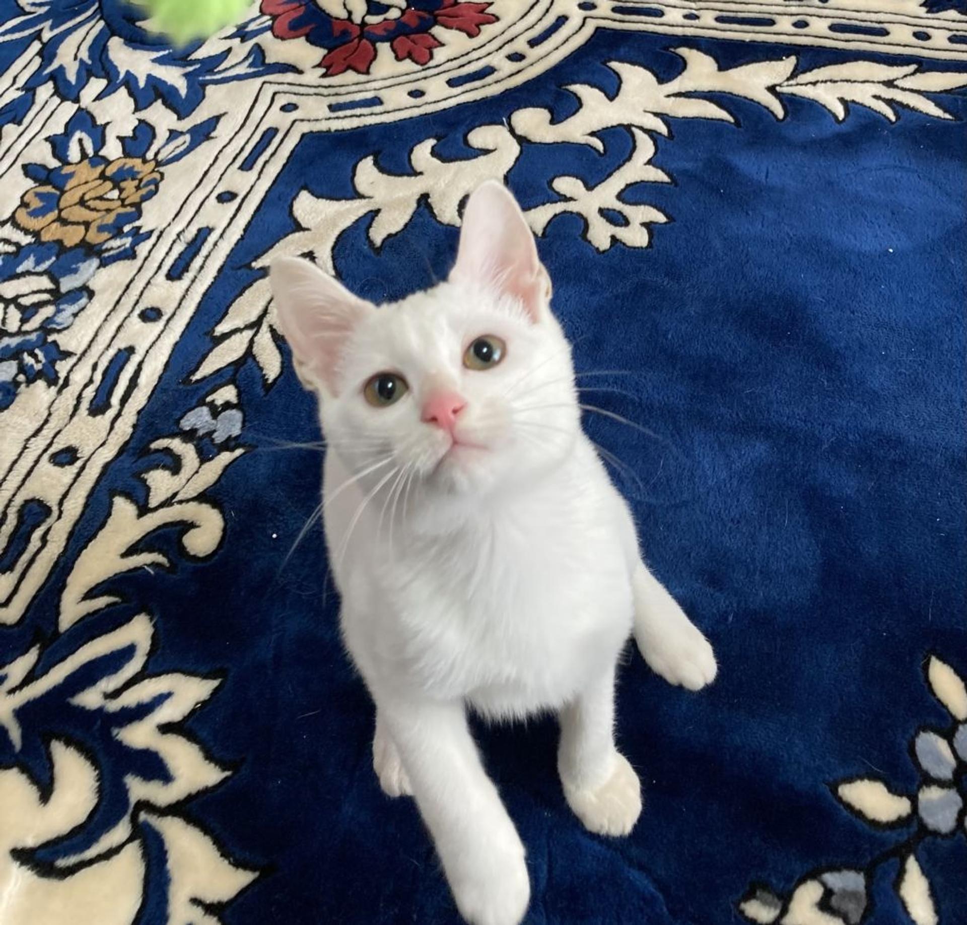 pet-image-4