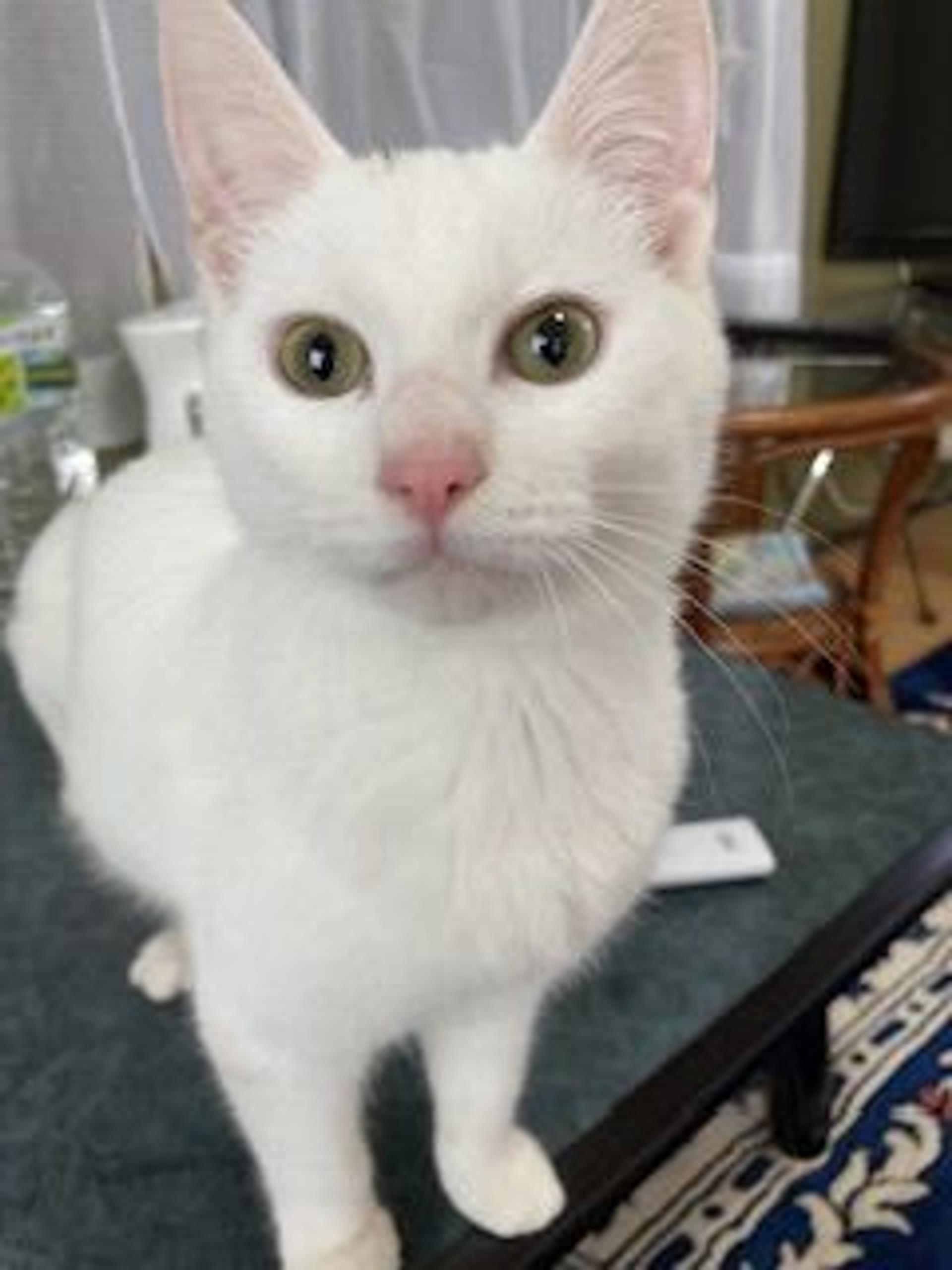 pet-image-5