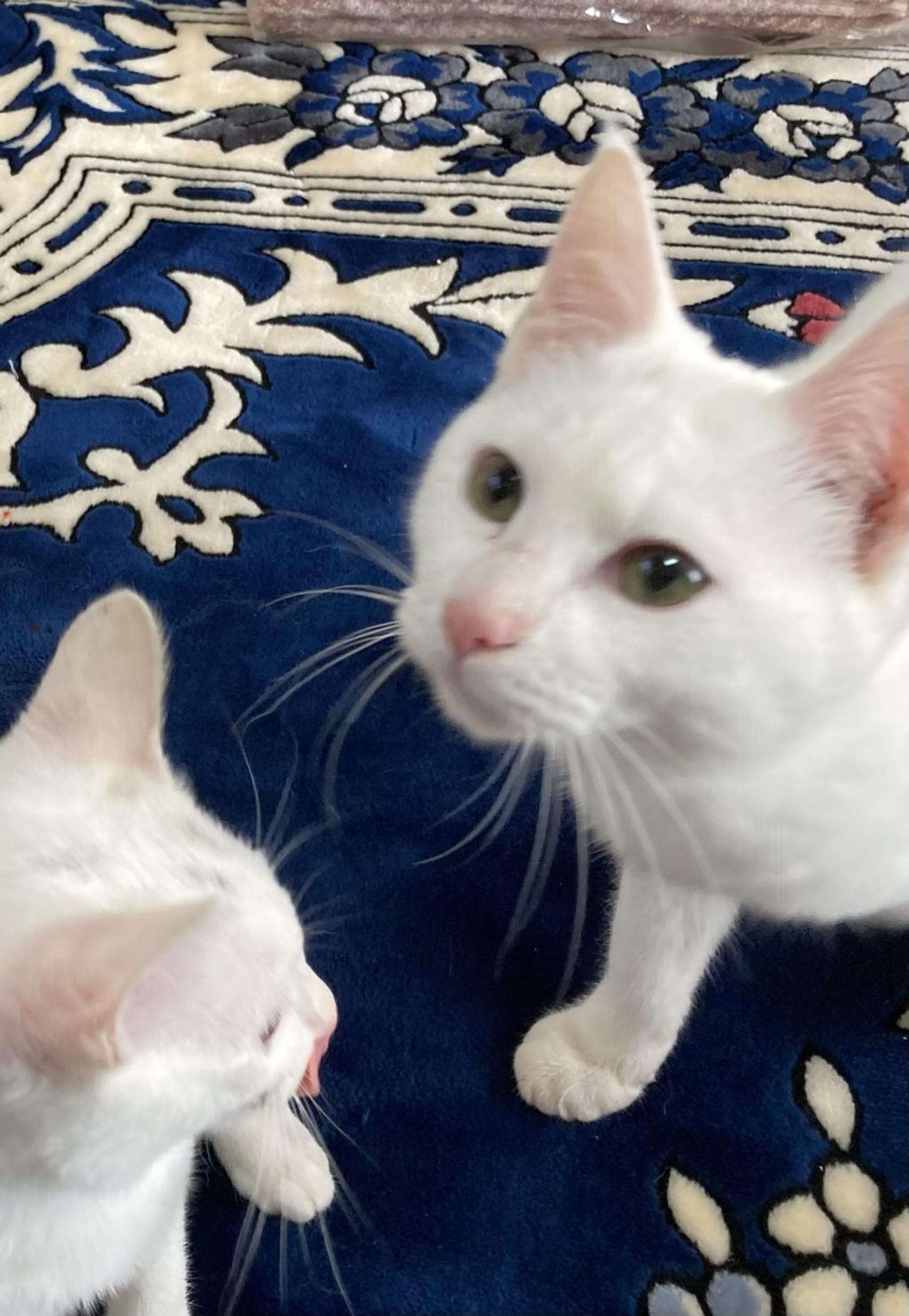 pet-image-6