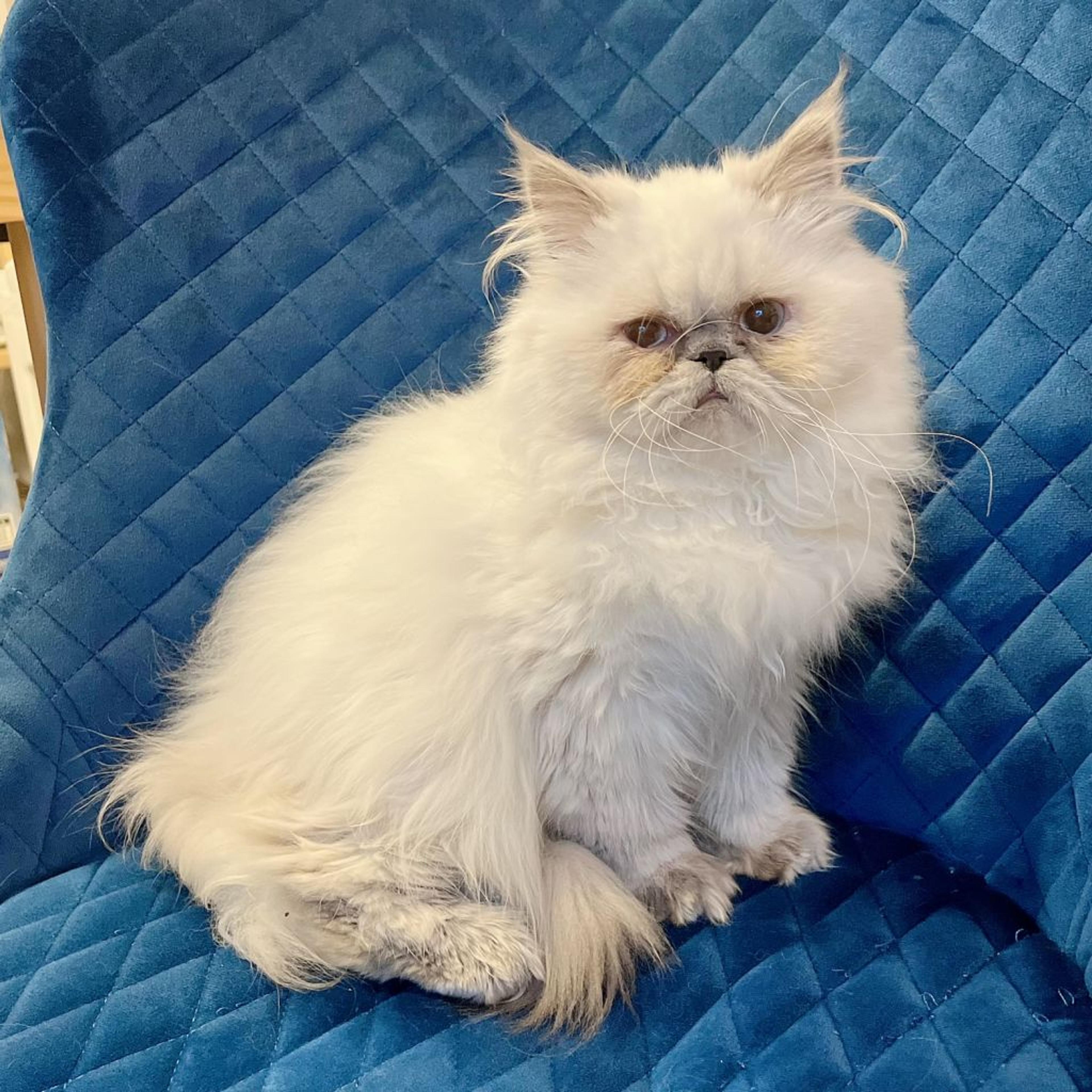 pet-image-3