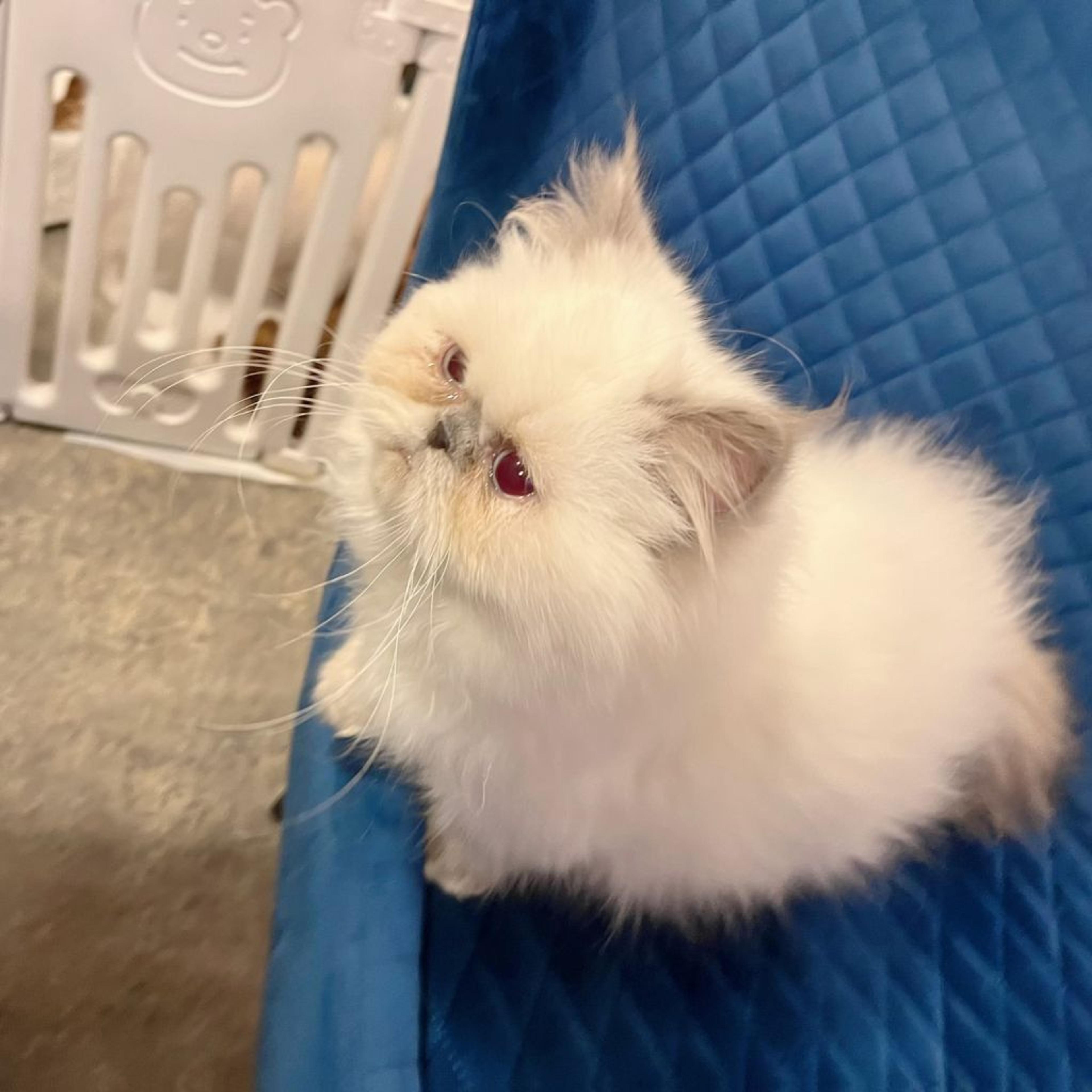 pet-image-4