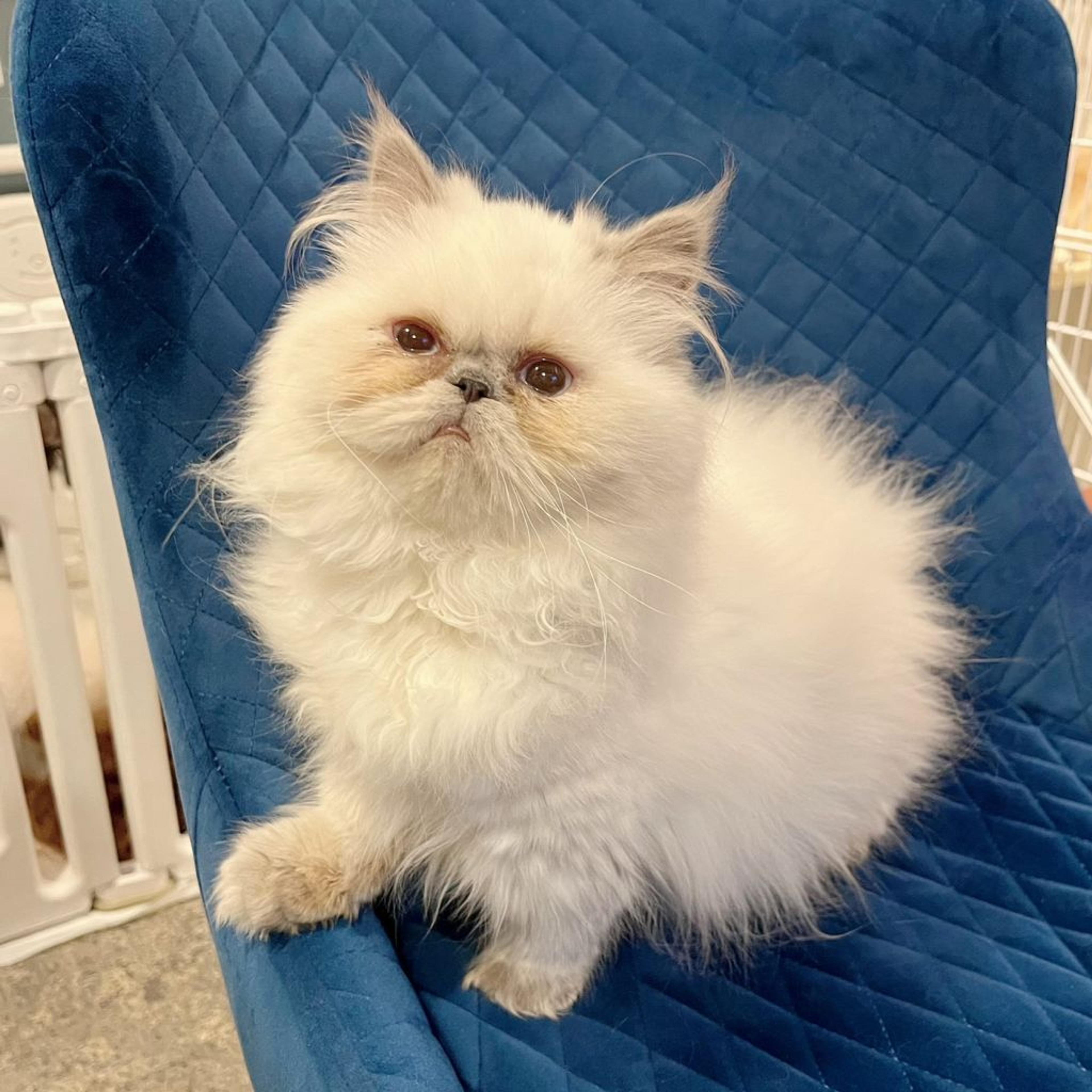 pet-image-6