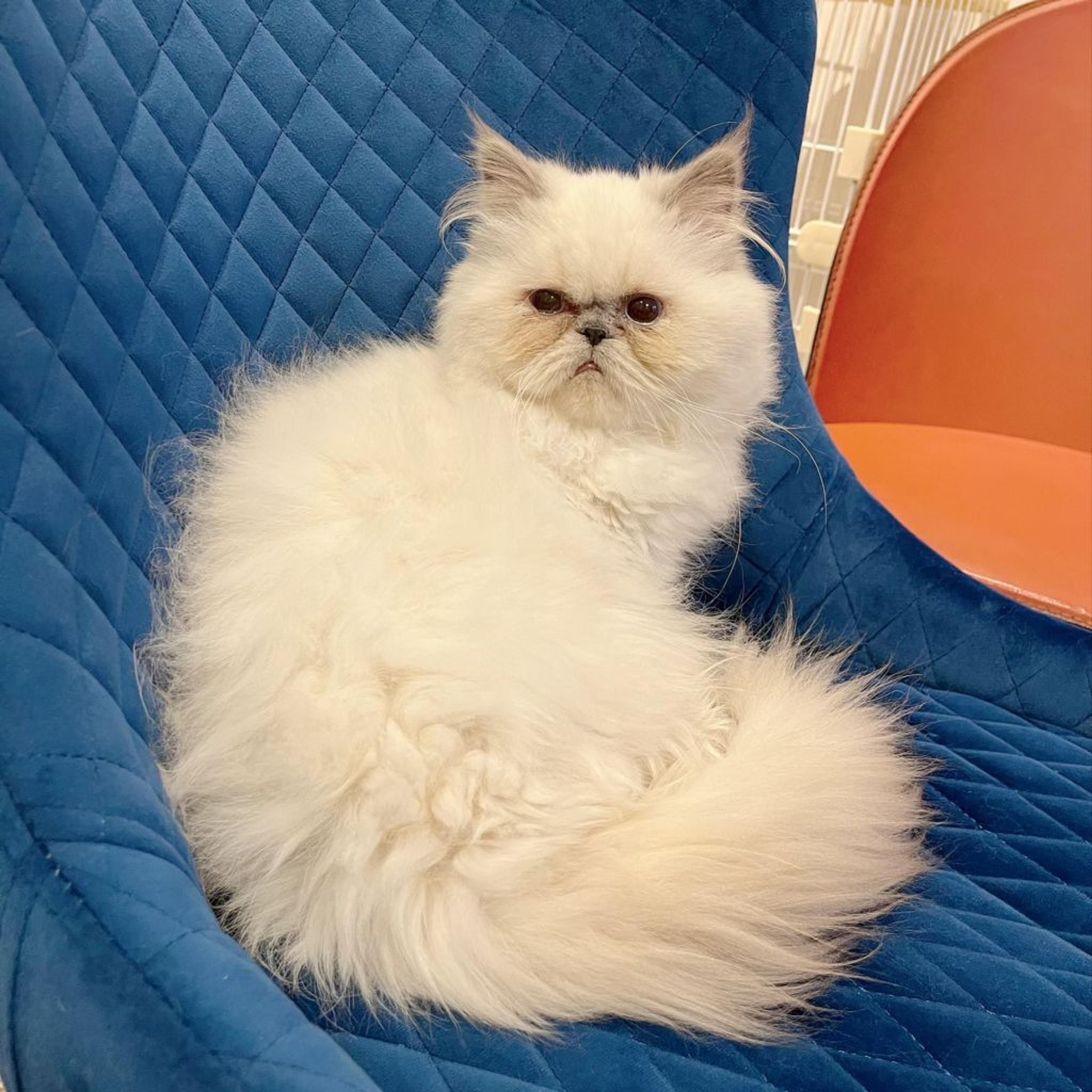 pet-image-7