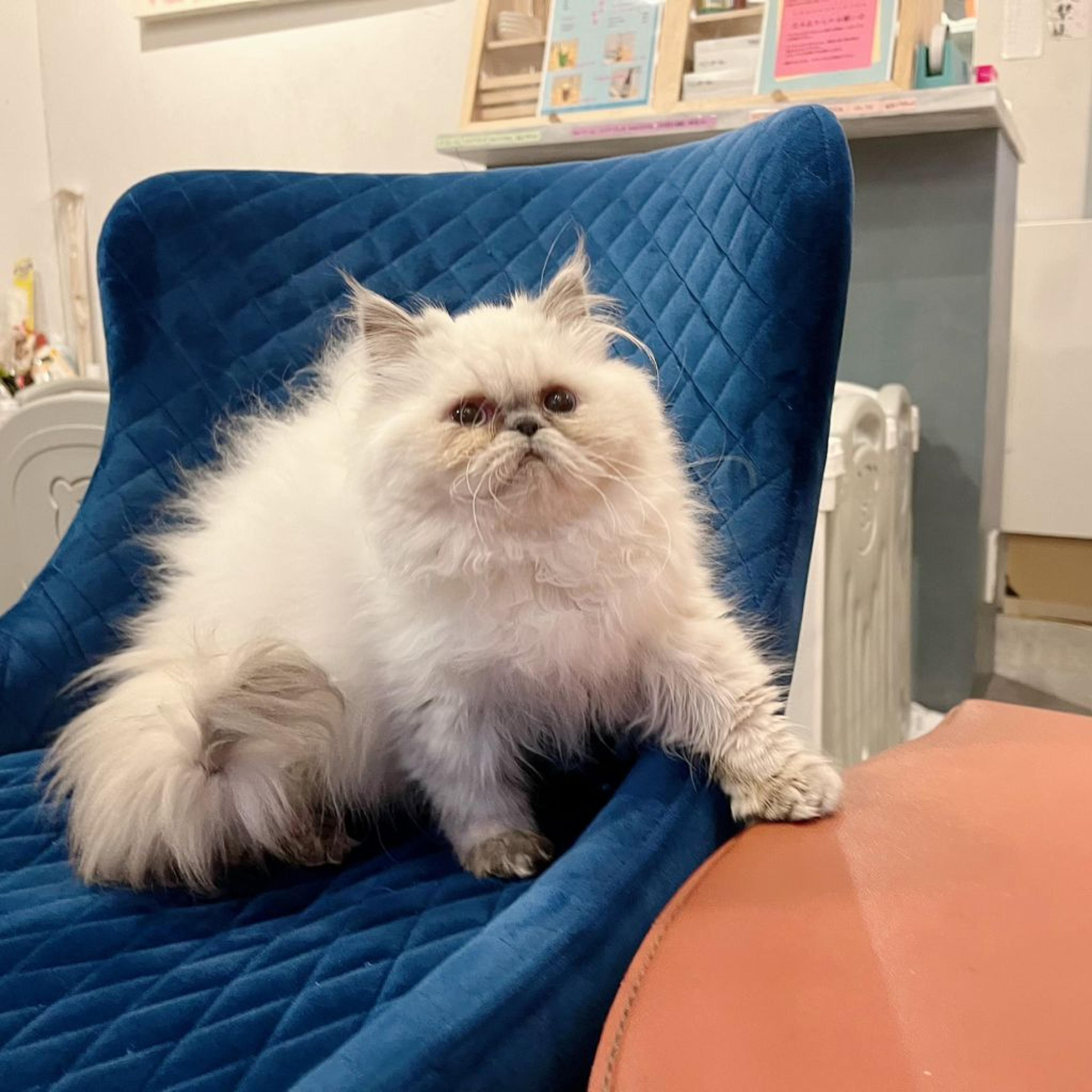pet-image-8