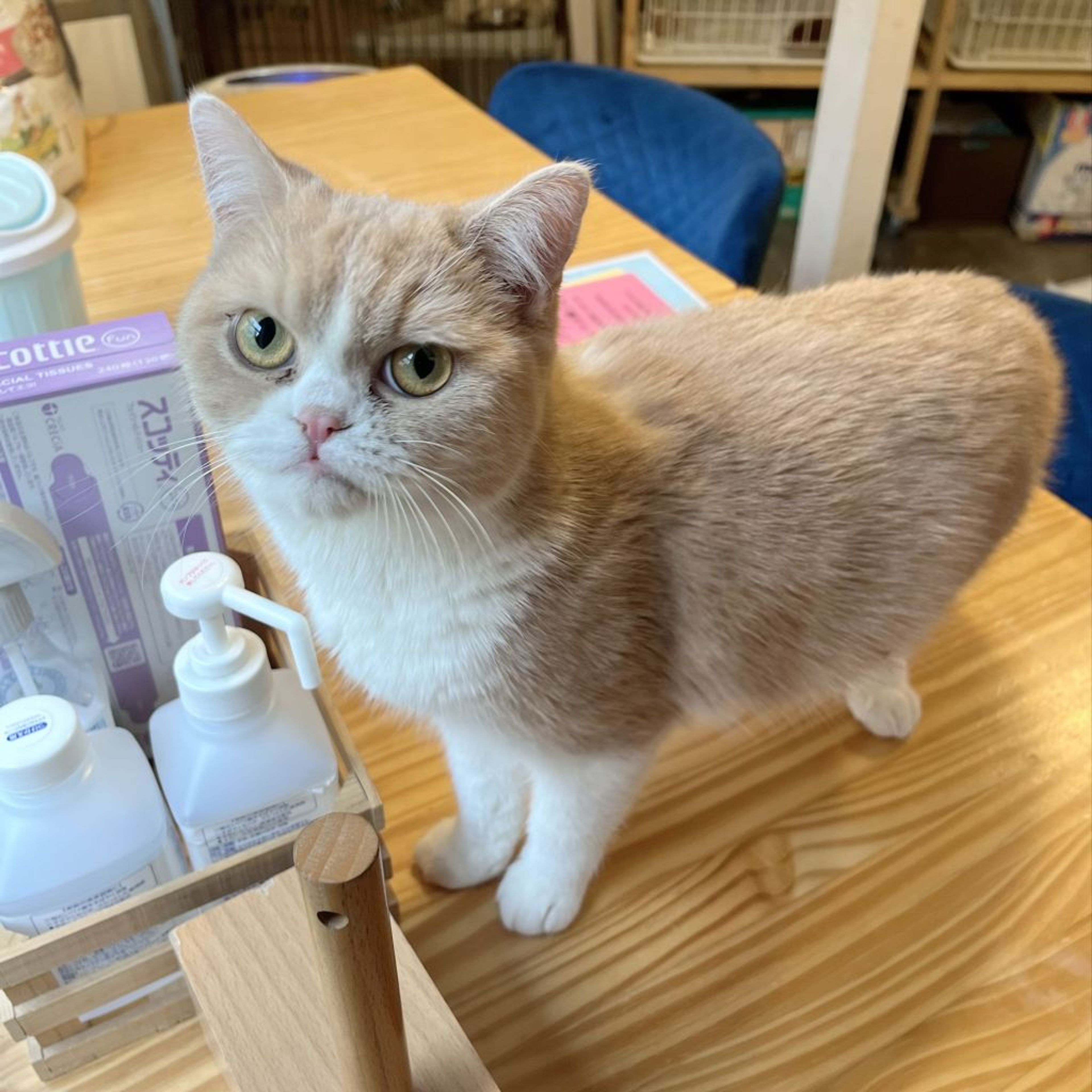 pet-image-2