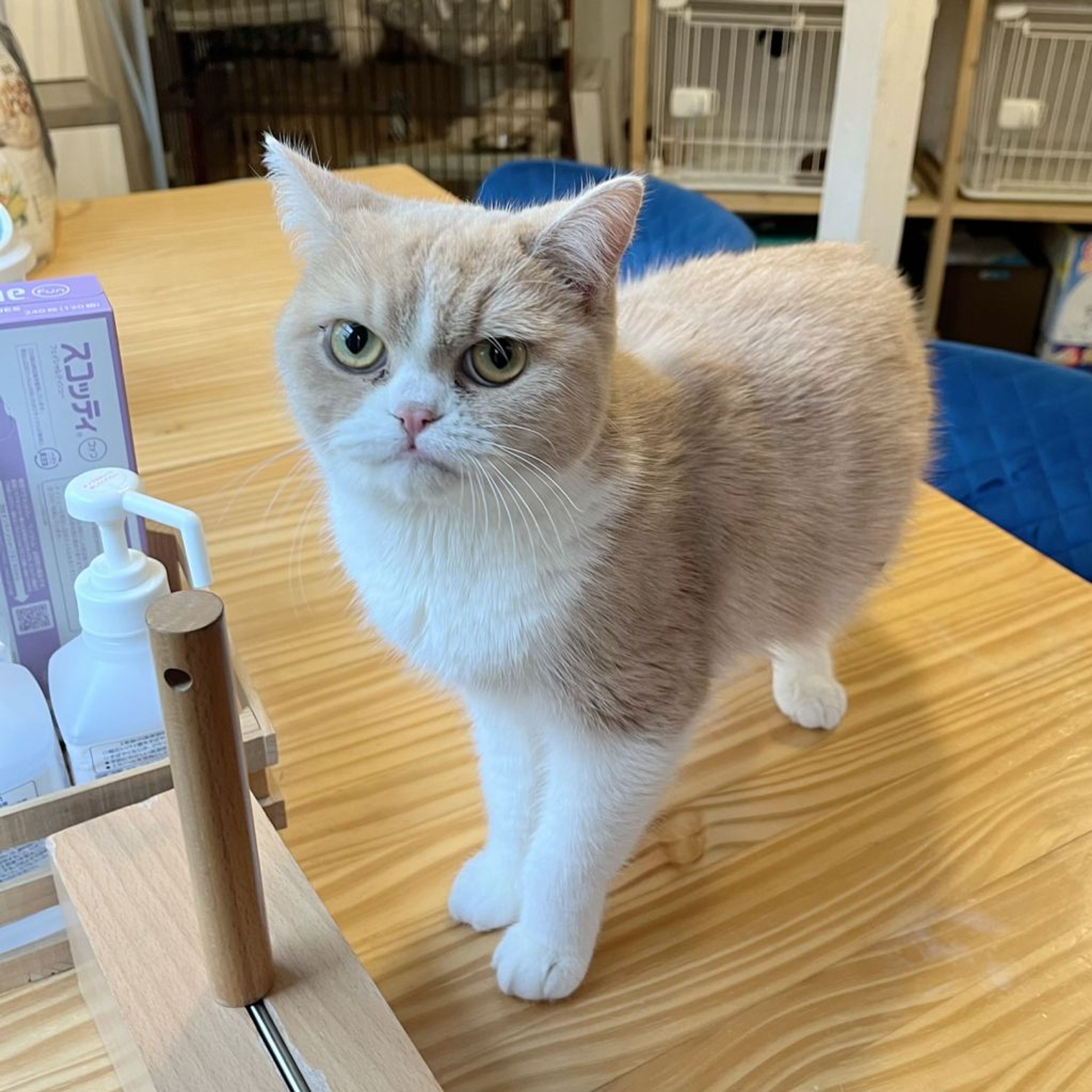 pet-image-3
