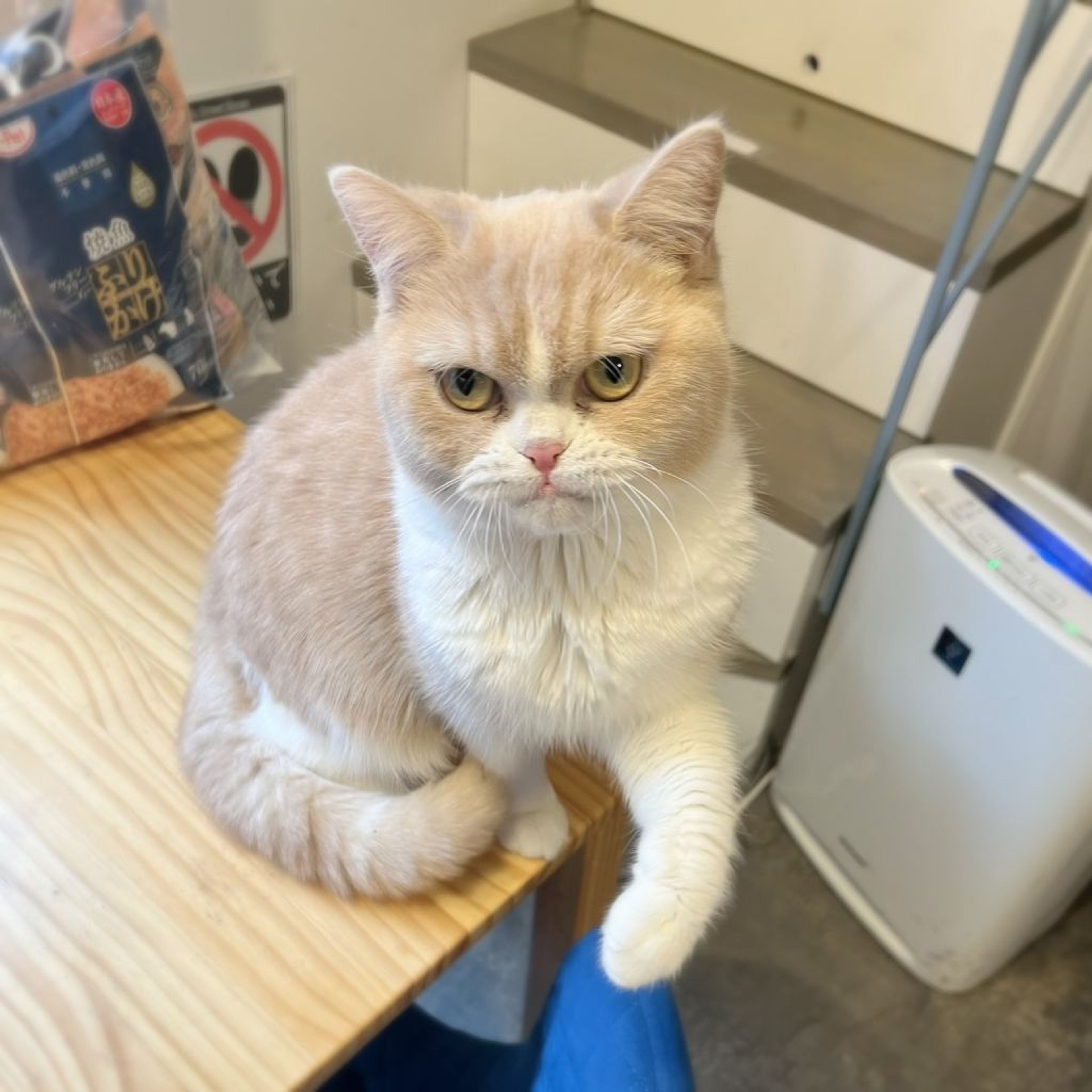 pet-image-5