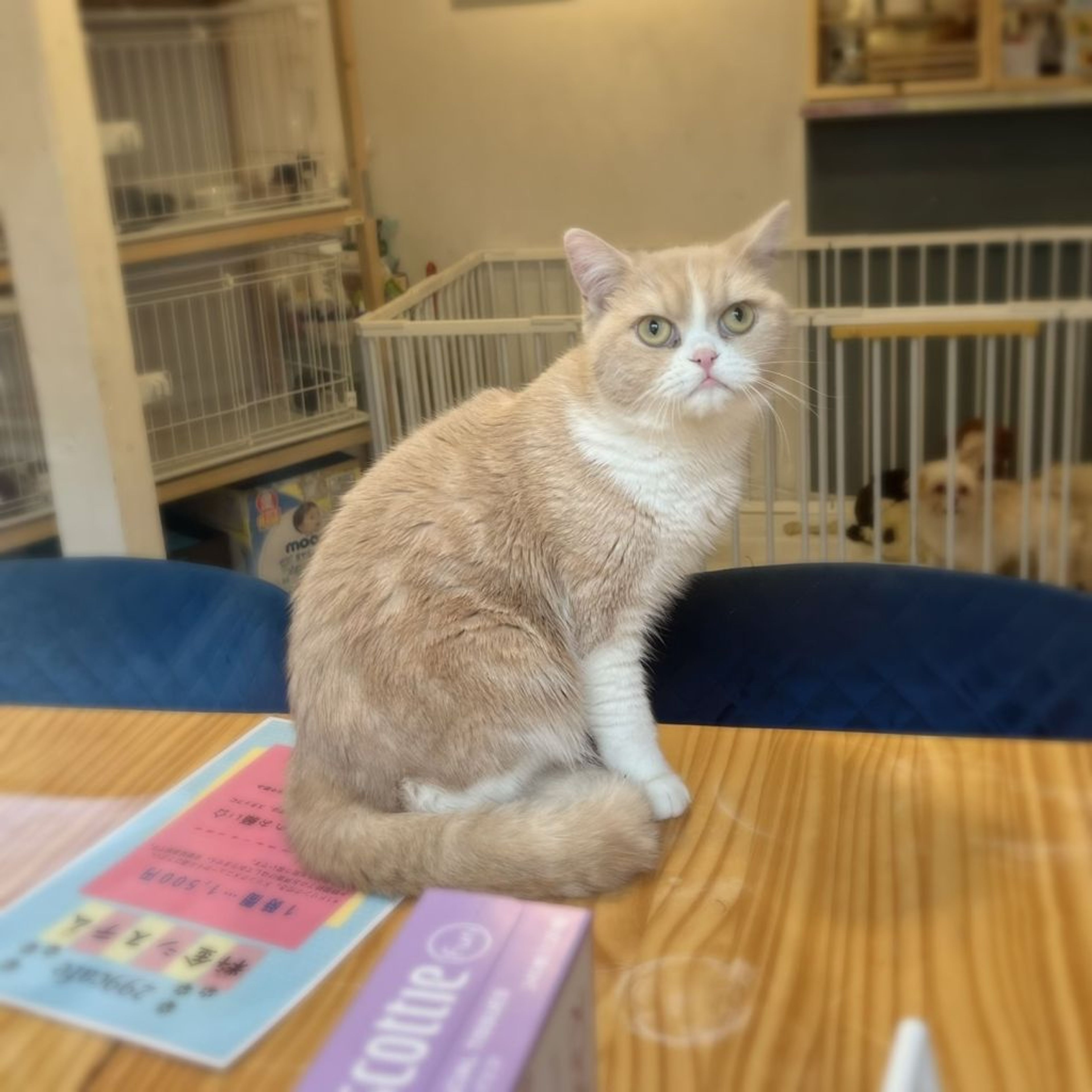 pet-image-6