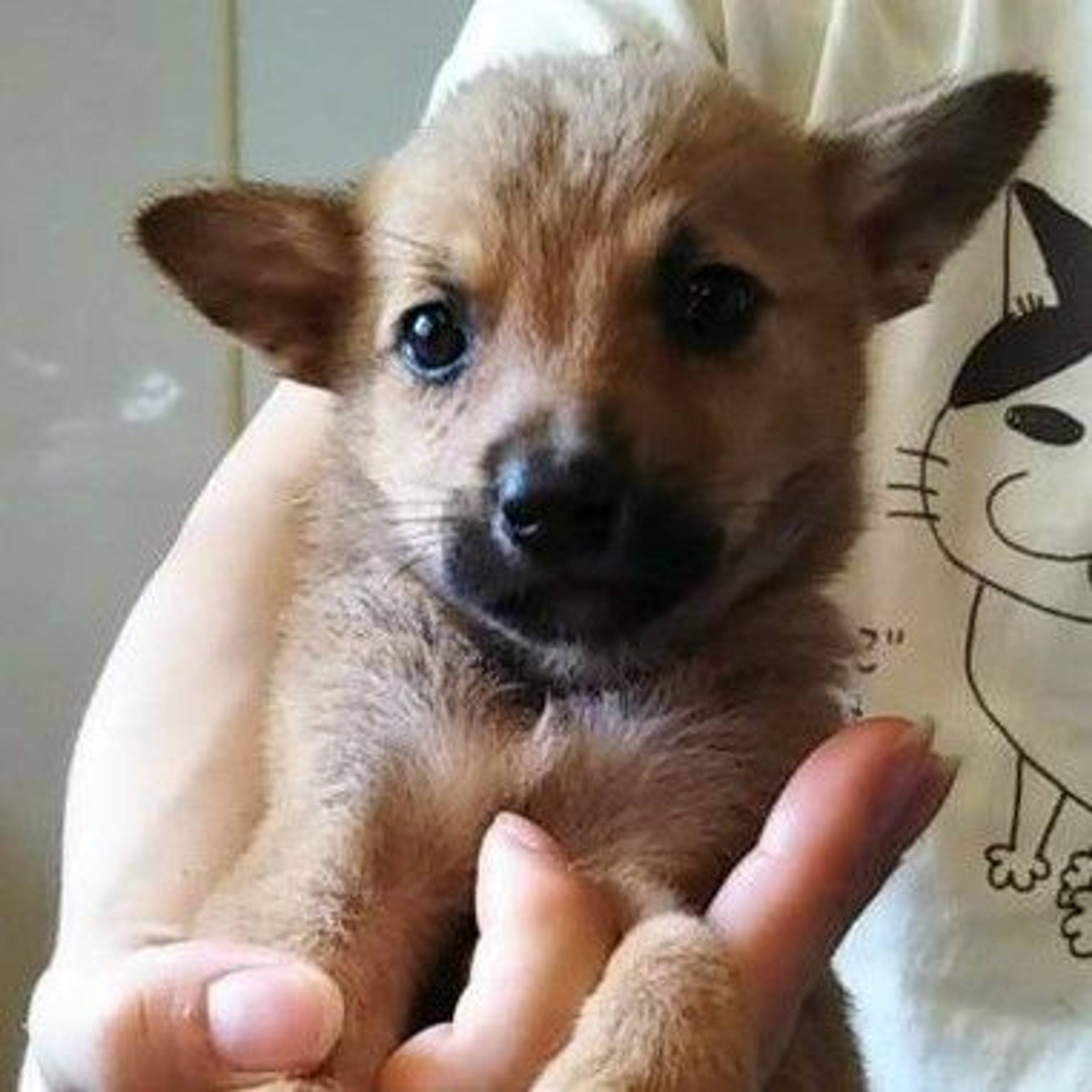 雑種（ミックス犬）・オスの里親募集の写真