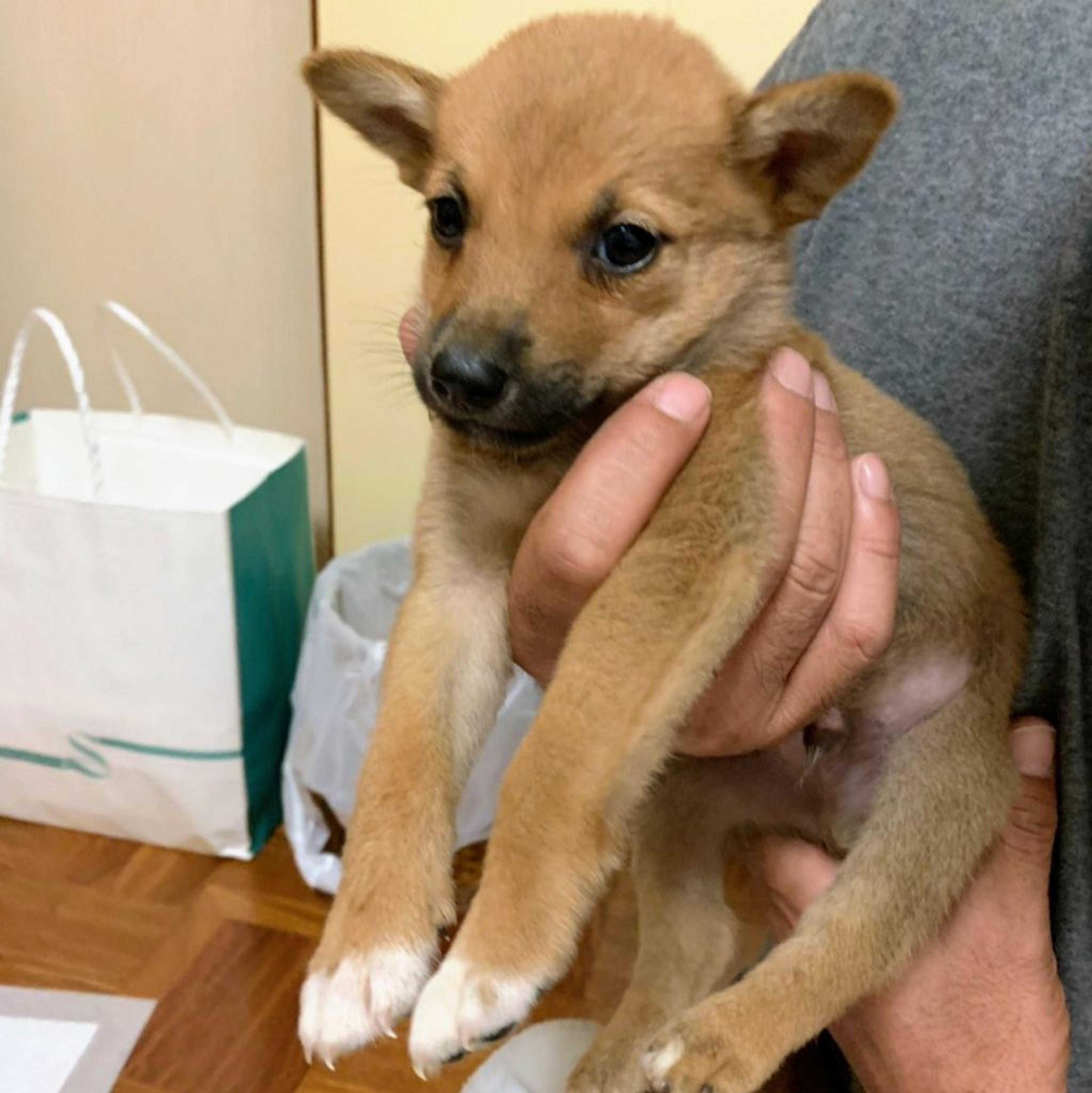 pet-image-2