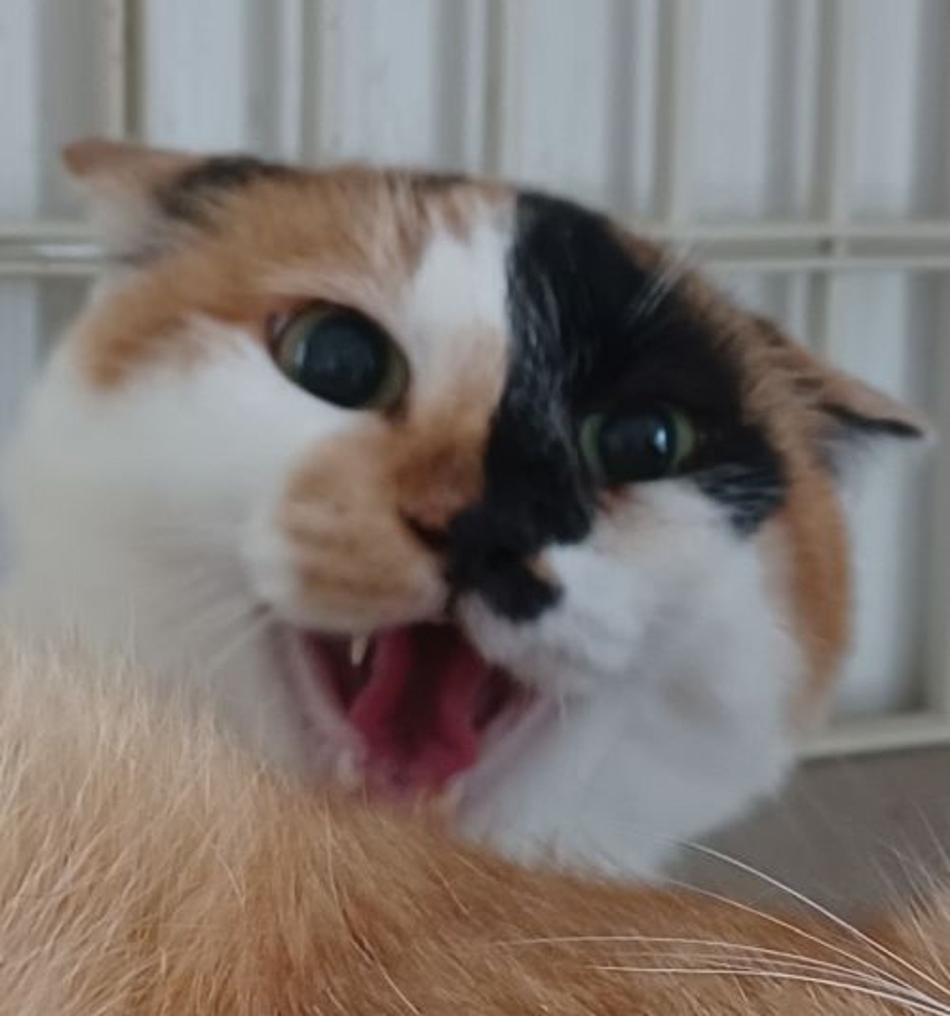 雑種（ミックス猫）・メスの里親募集の写真