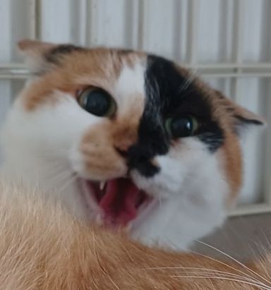 みゅう