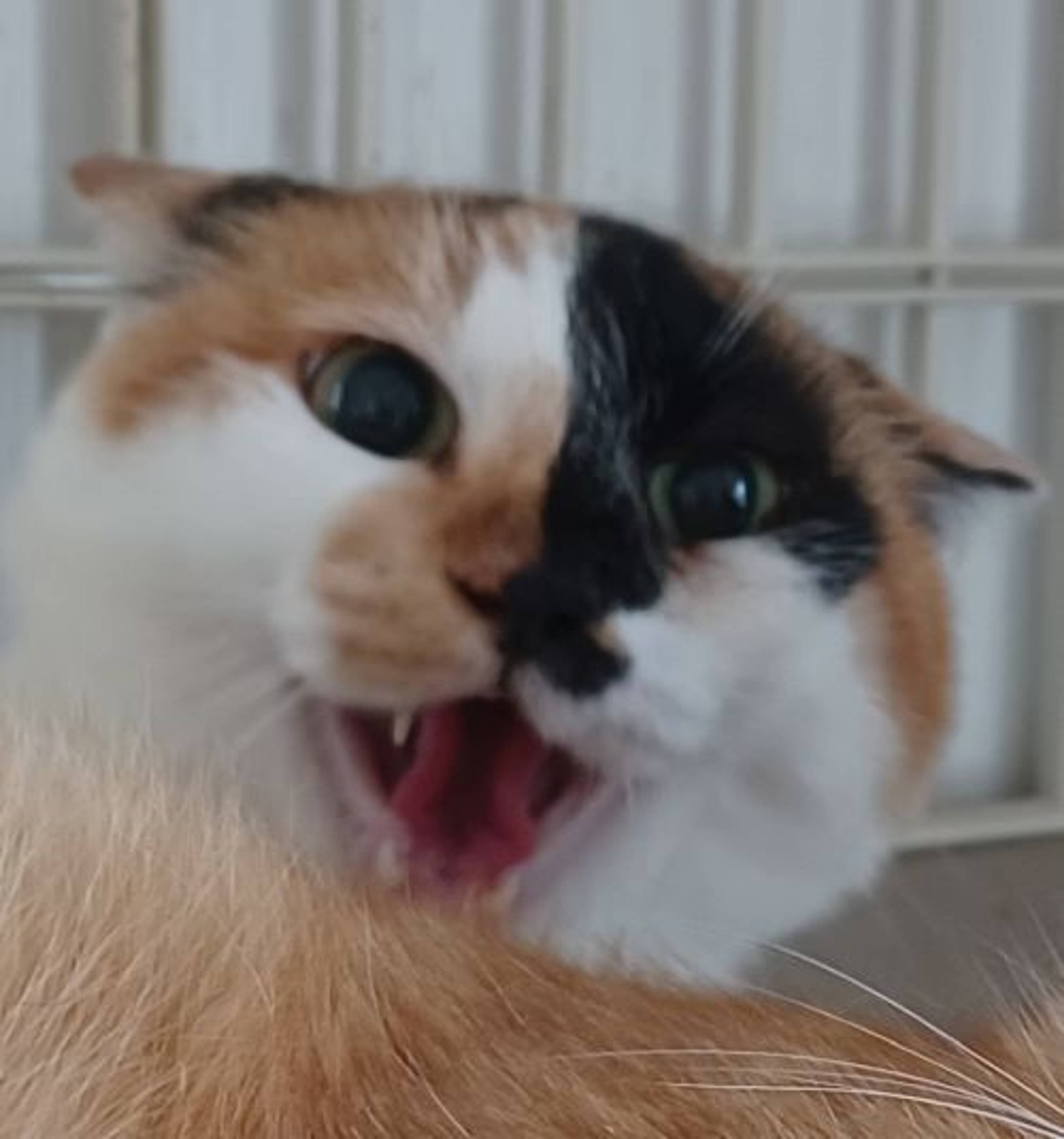 雑種（ミックス猫）・メスの里親募集の写真