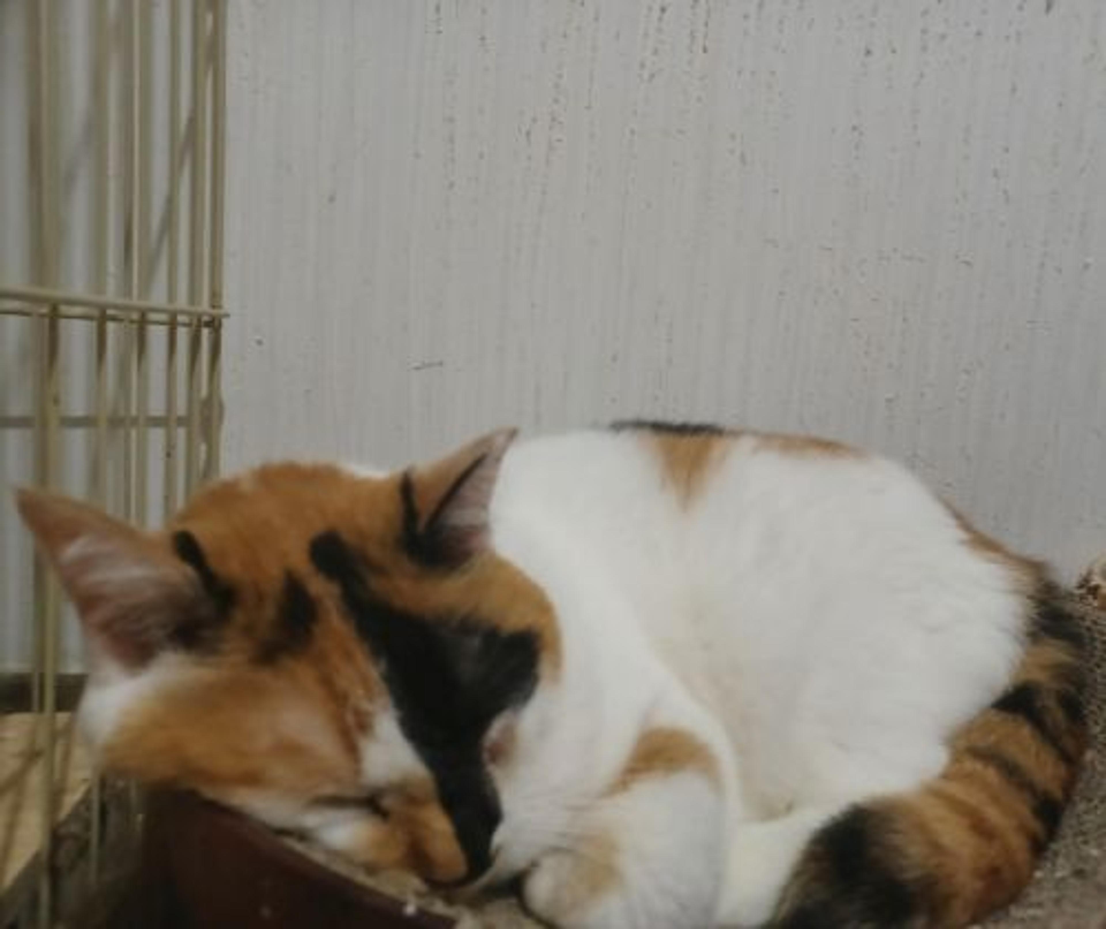 pet-image-4