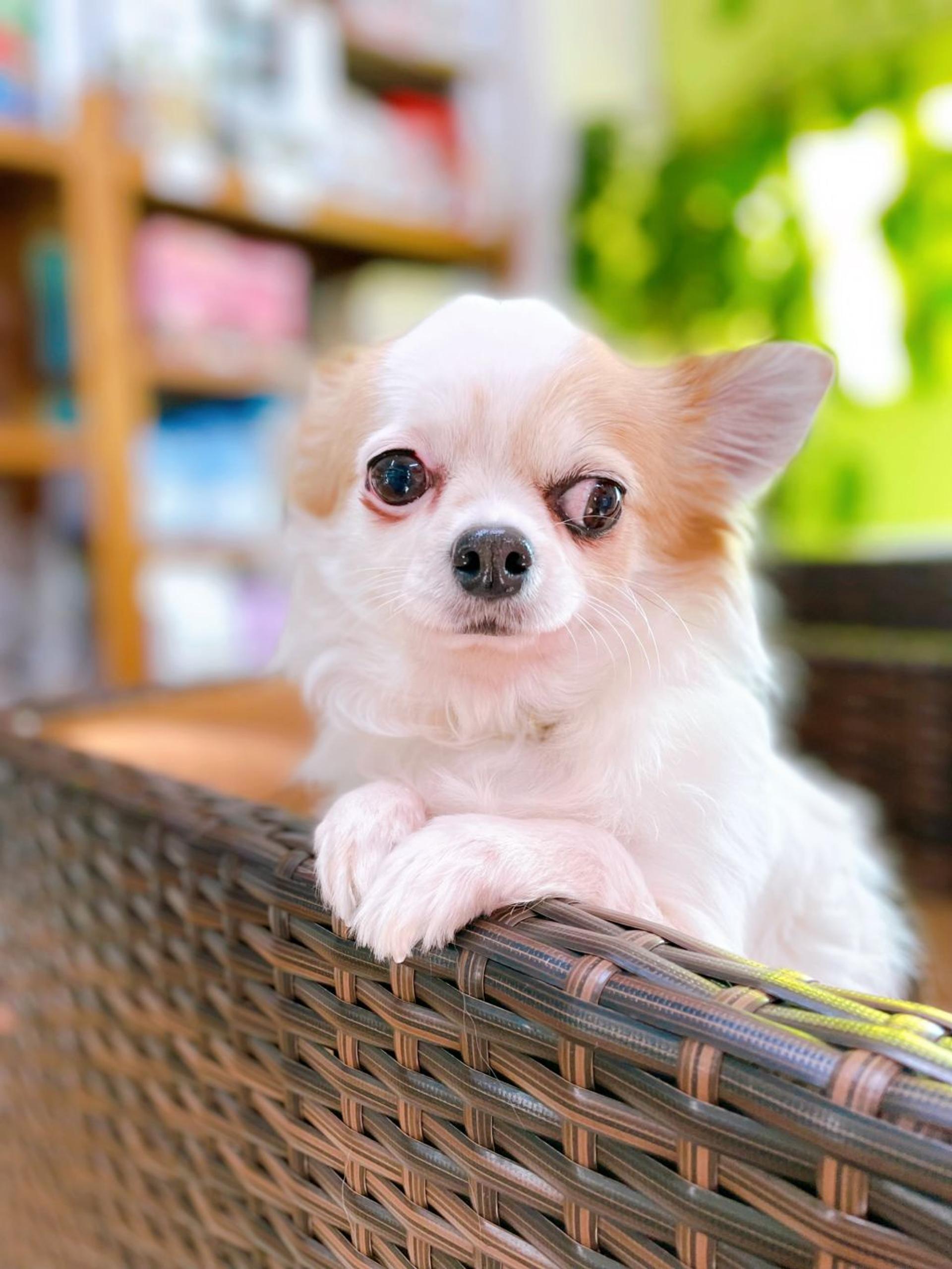 pet-image-2
