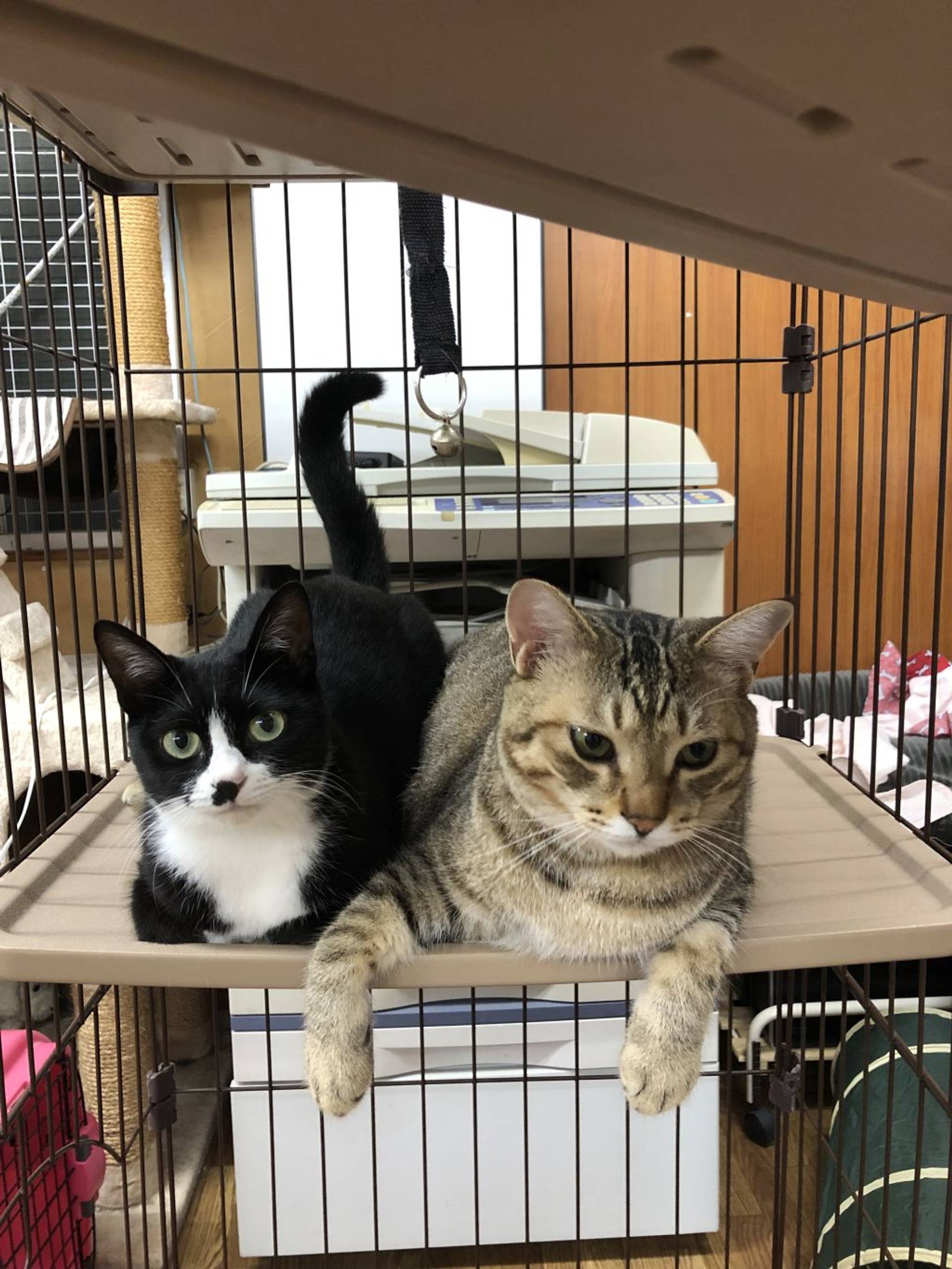 雑種（ミックス猫）・メスの里親募集の写真