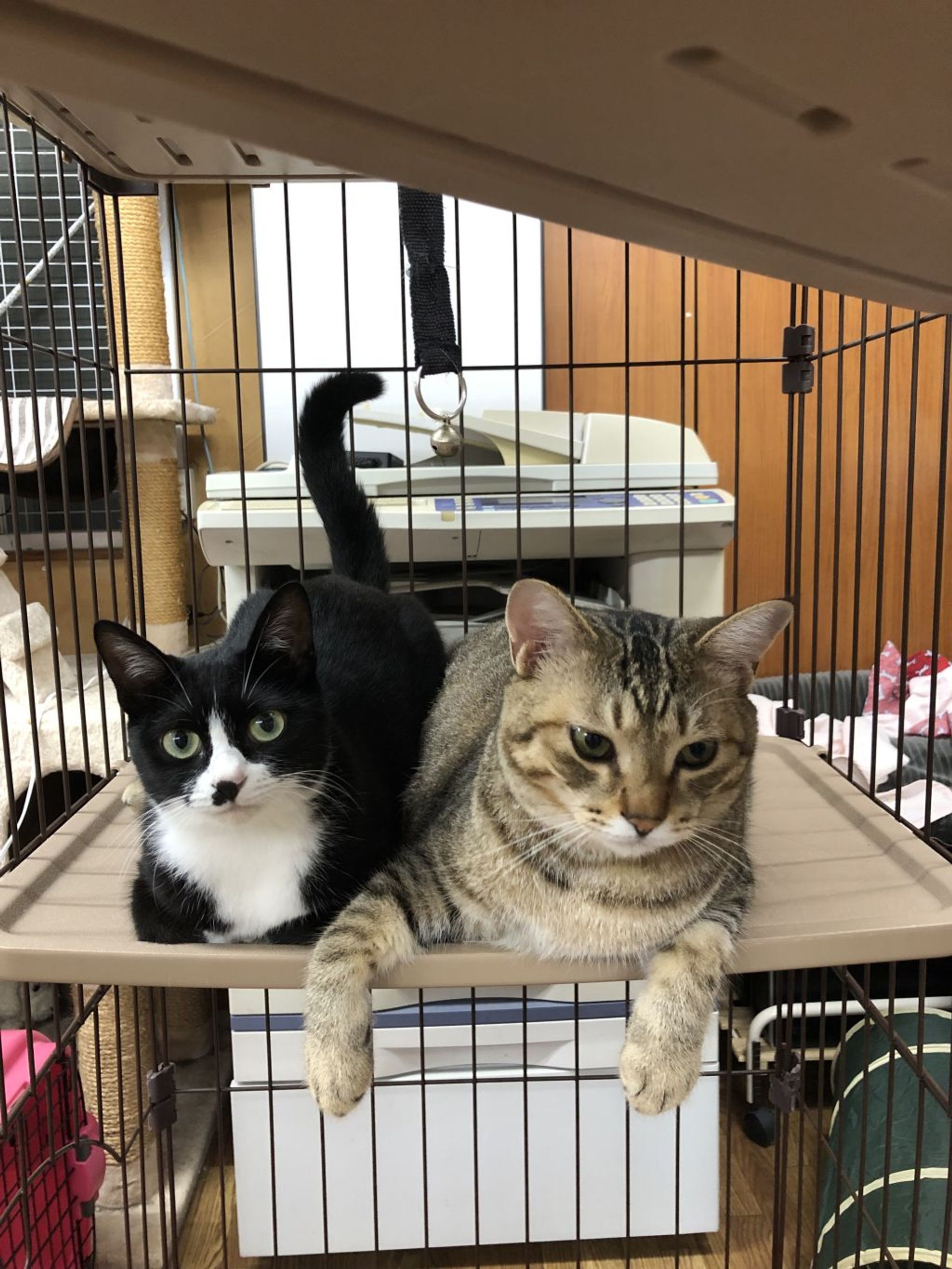 雑種（ミックス猫）・メスの里親募集の写真