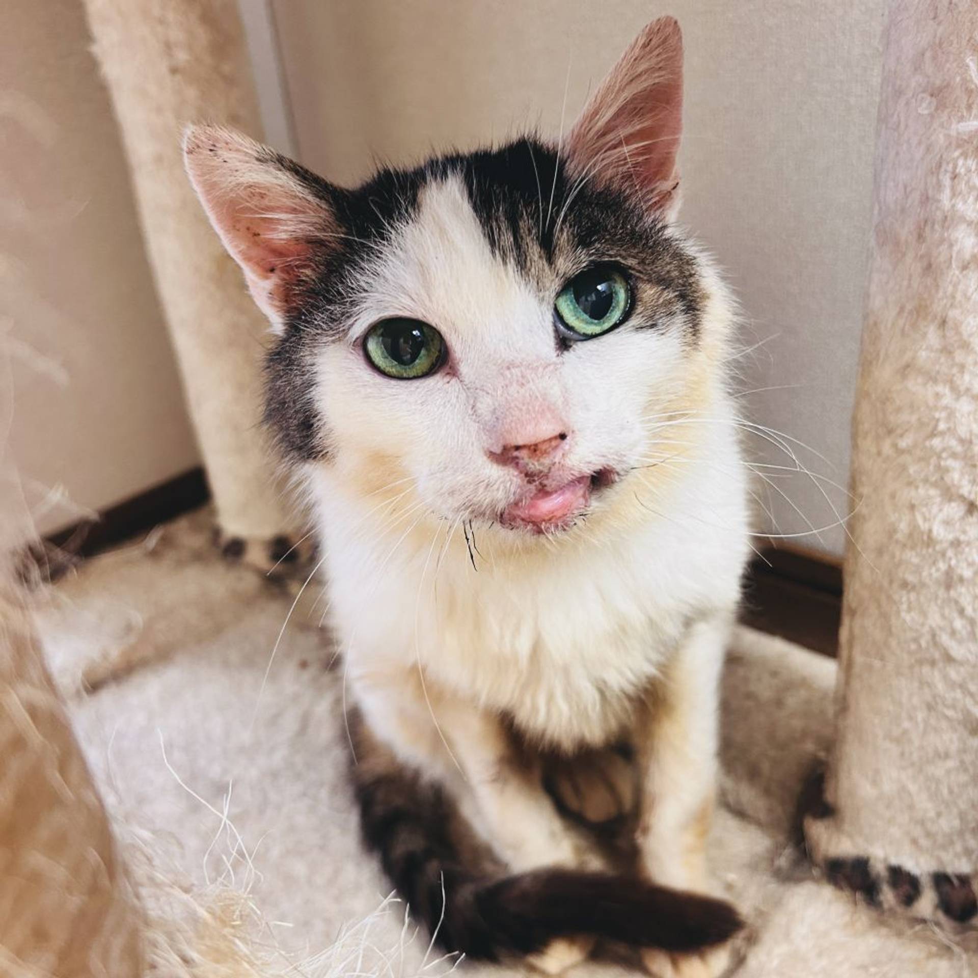 雑種（ミックス猫）・メスの里親募集の写真