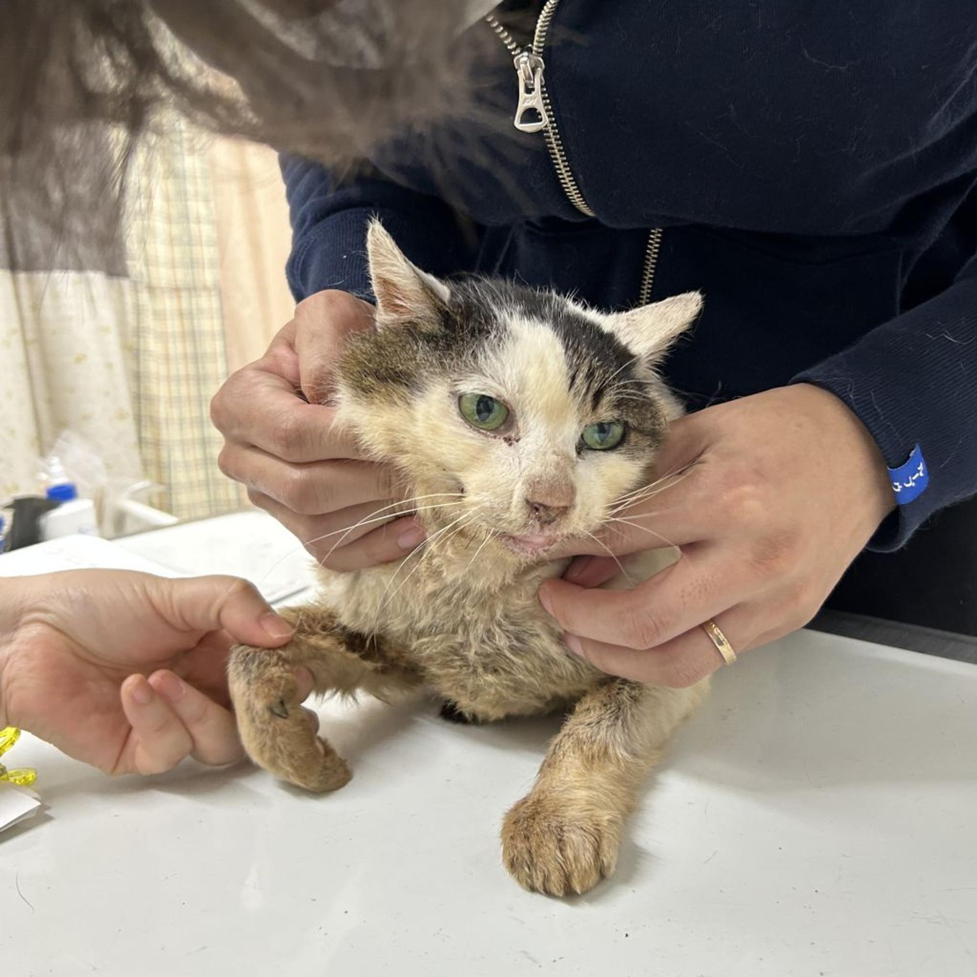 pet-image-7