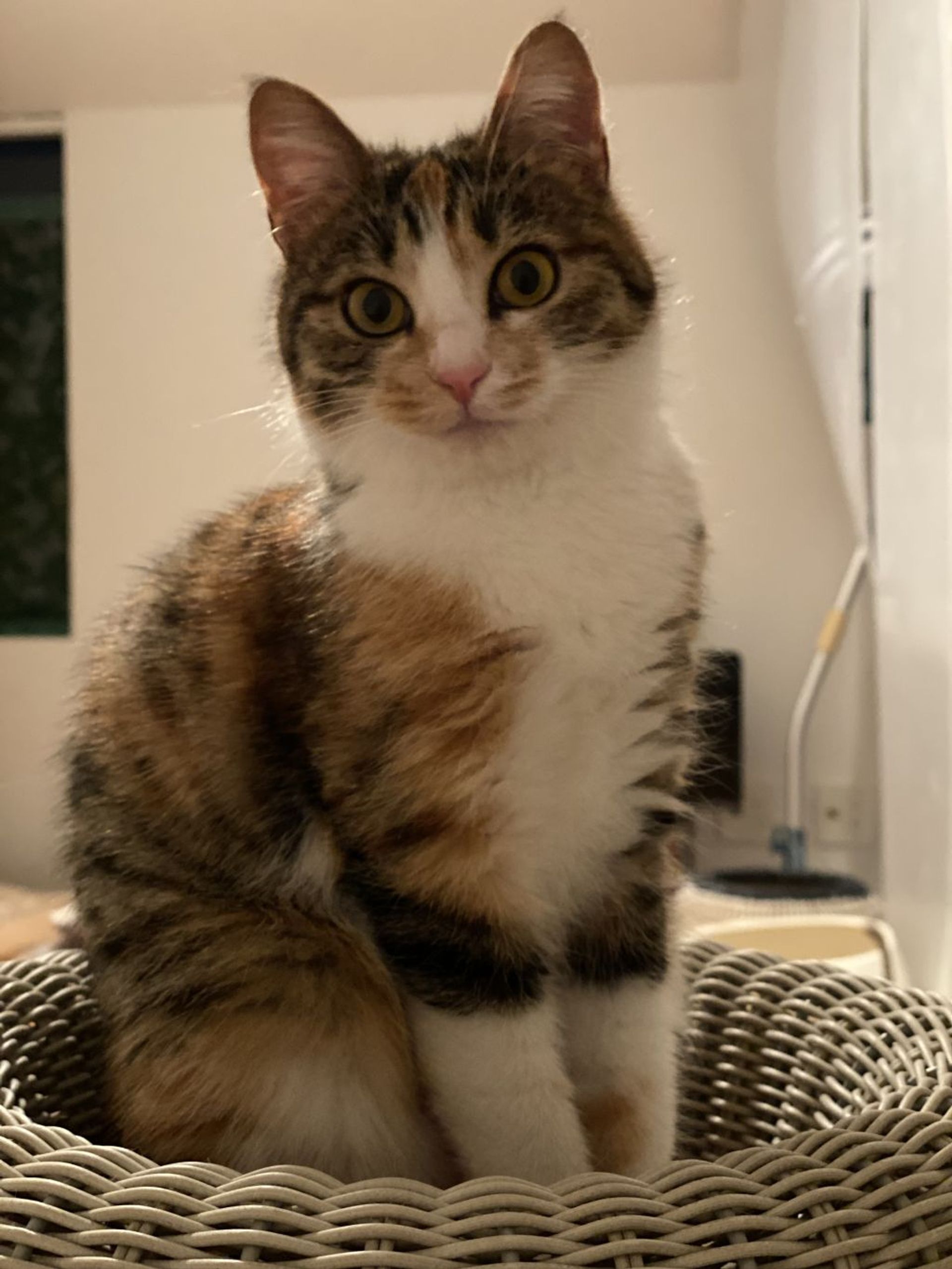 雑種（ミックス猫）・メスの里親募集の写真