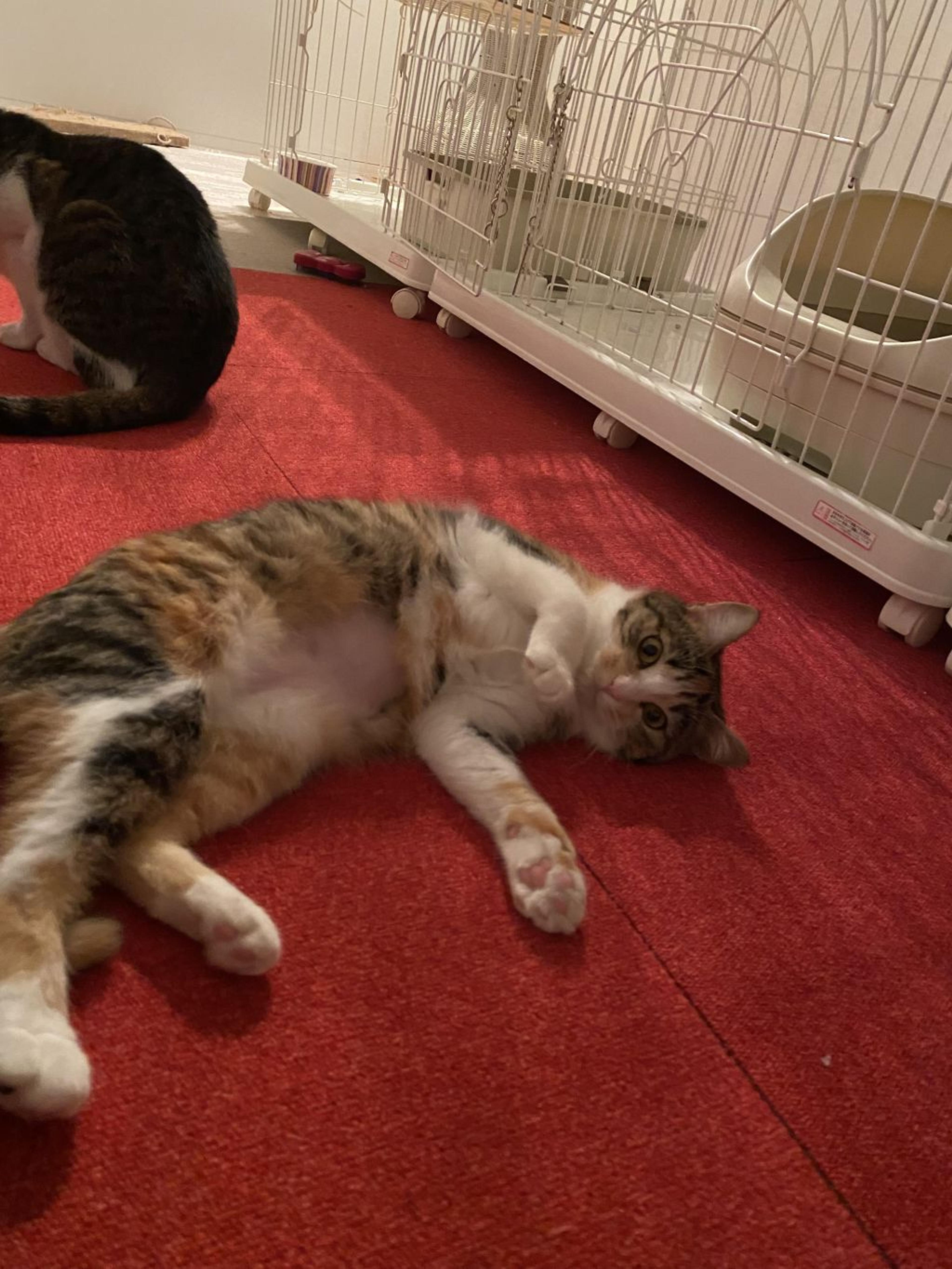 pet-image-3