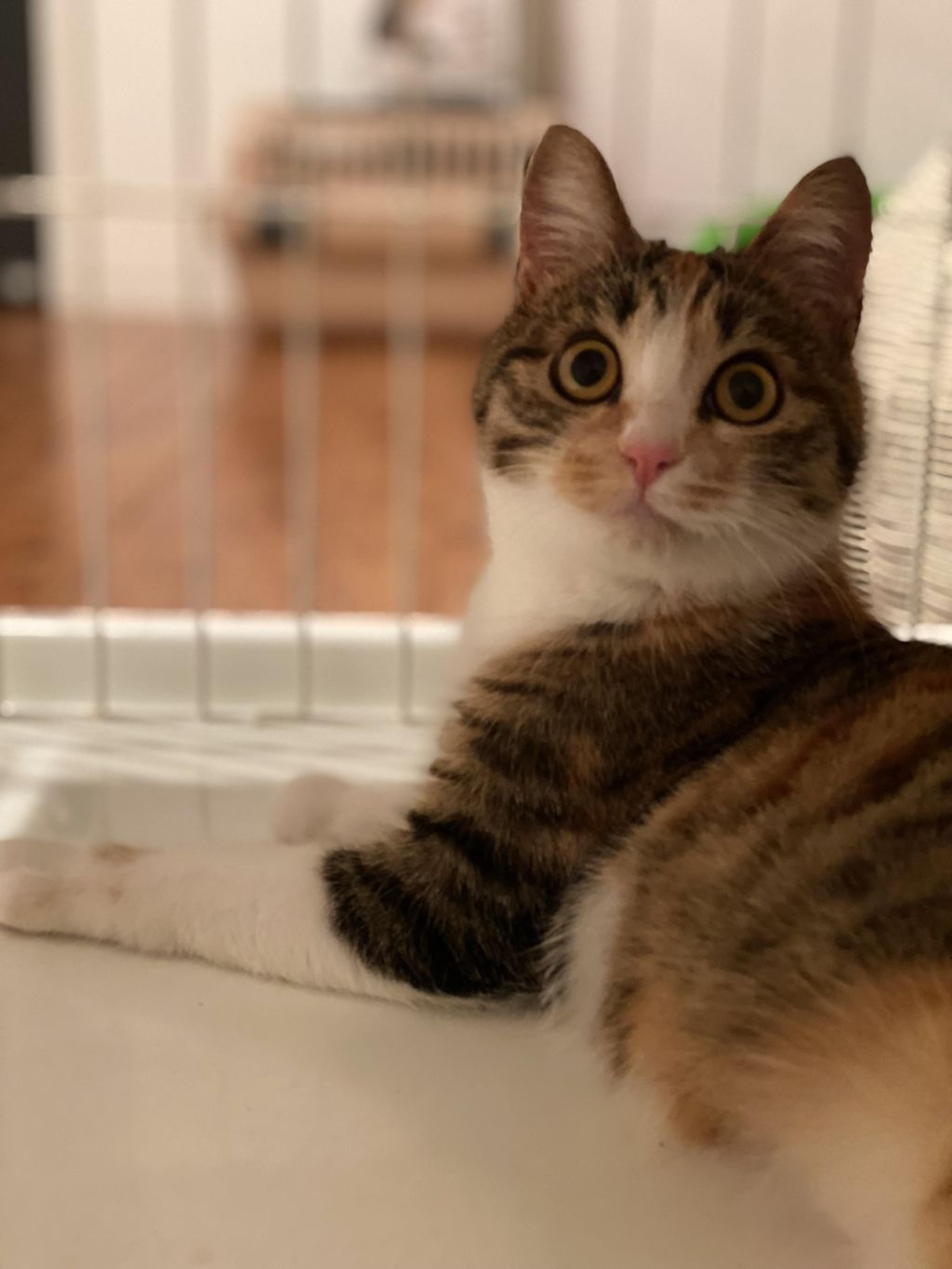 pet-image-4