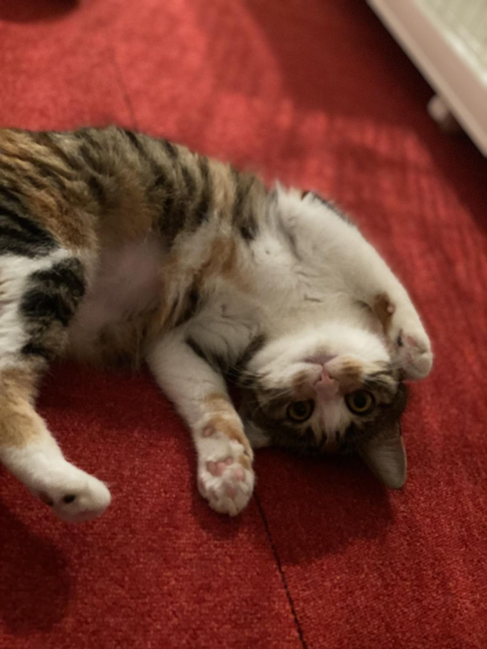 pet-image-5