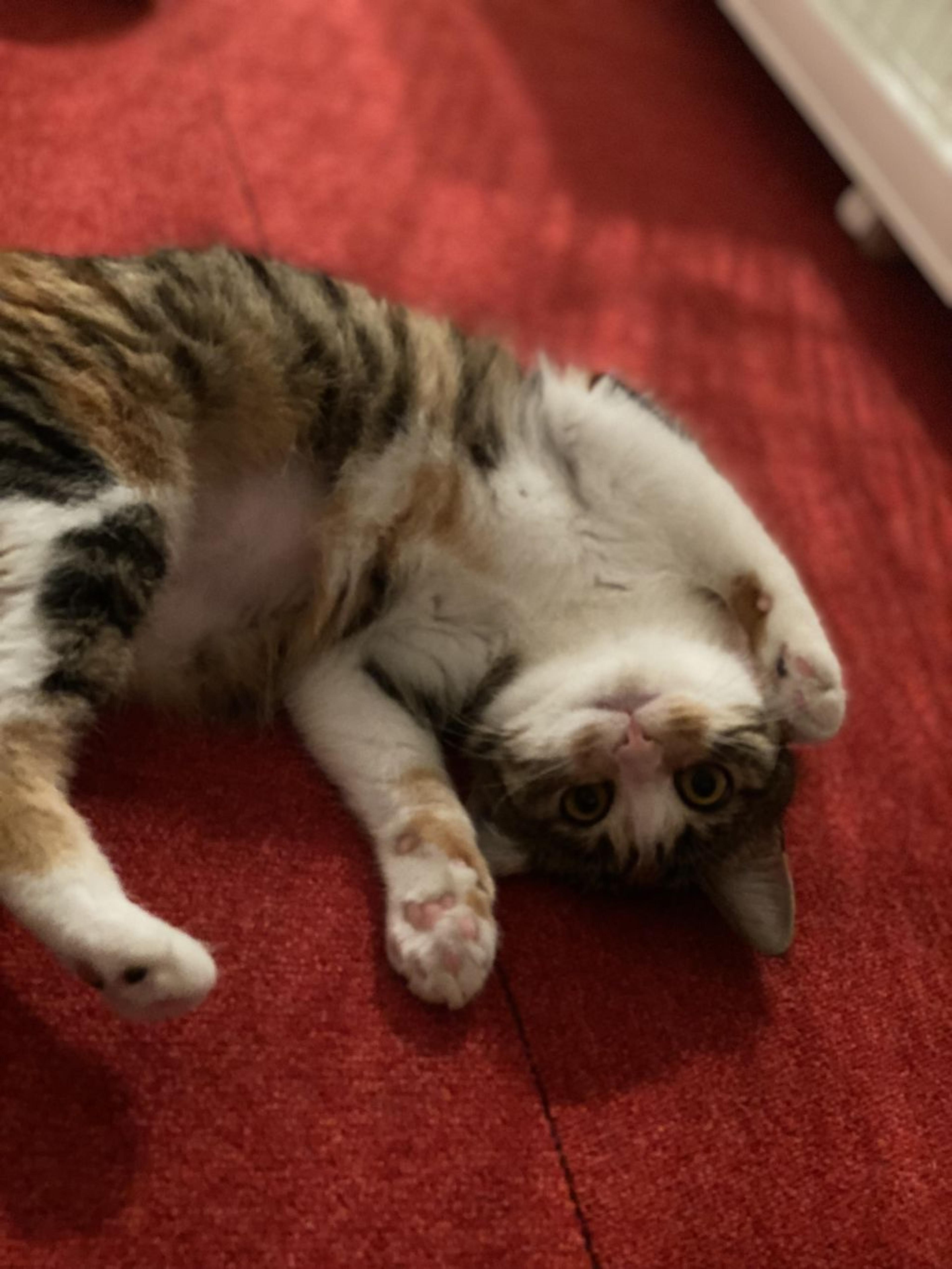 pet-image-5