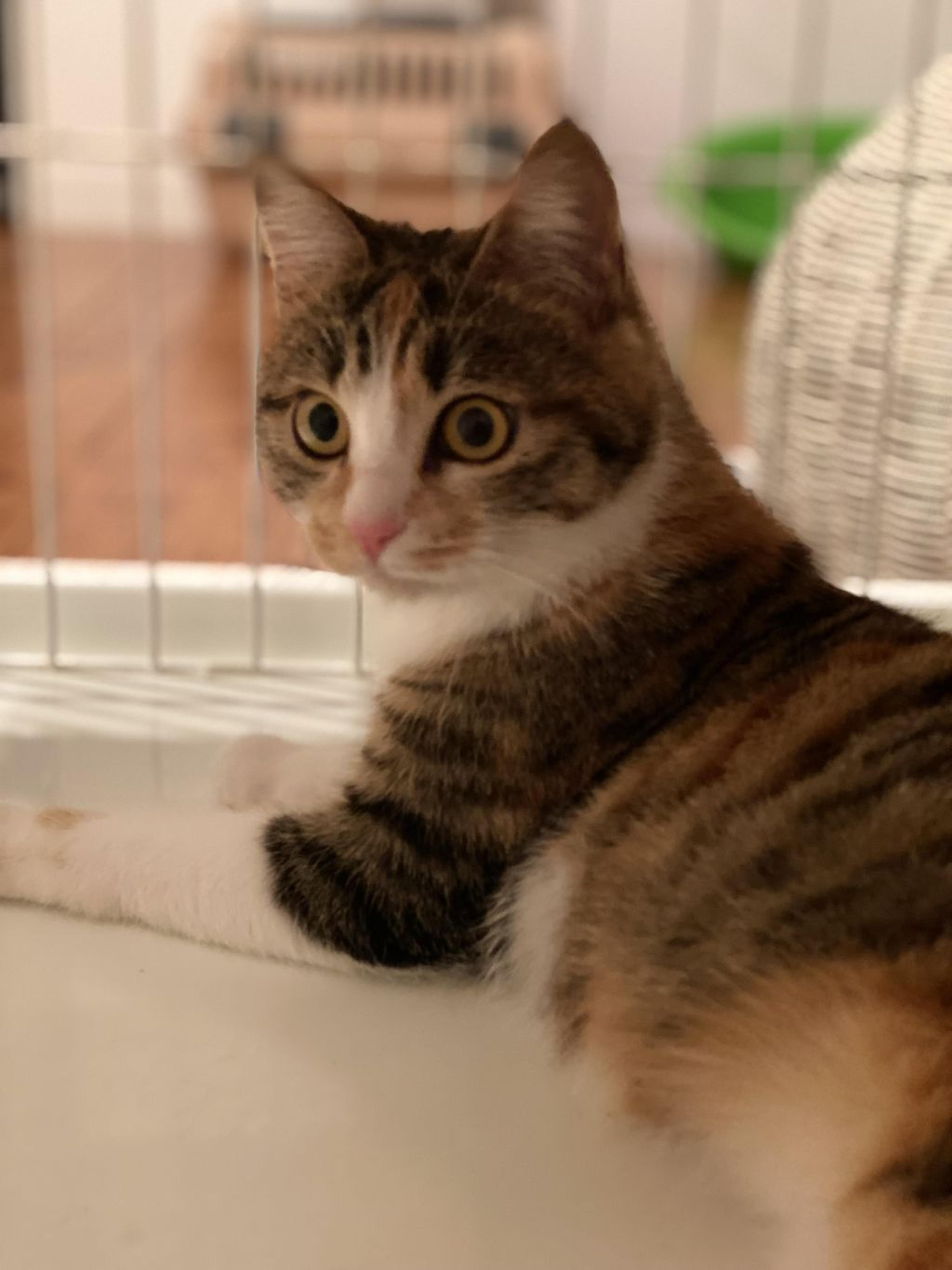 pet-image-6