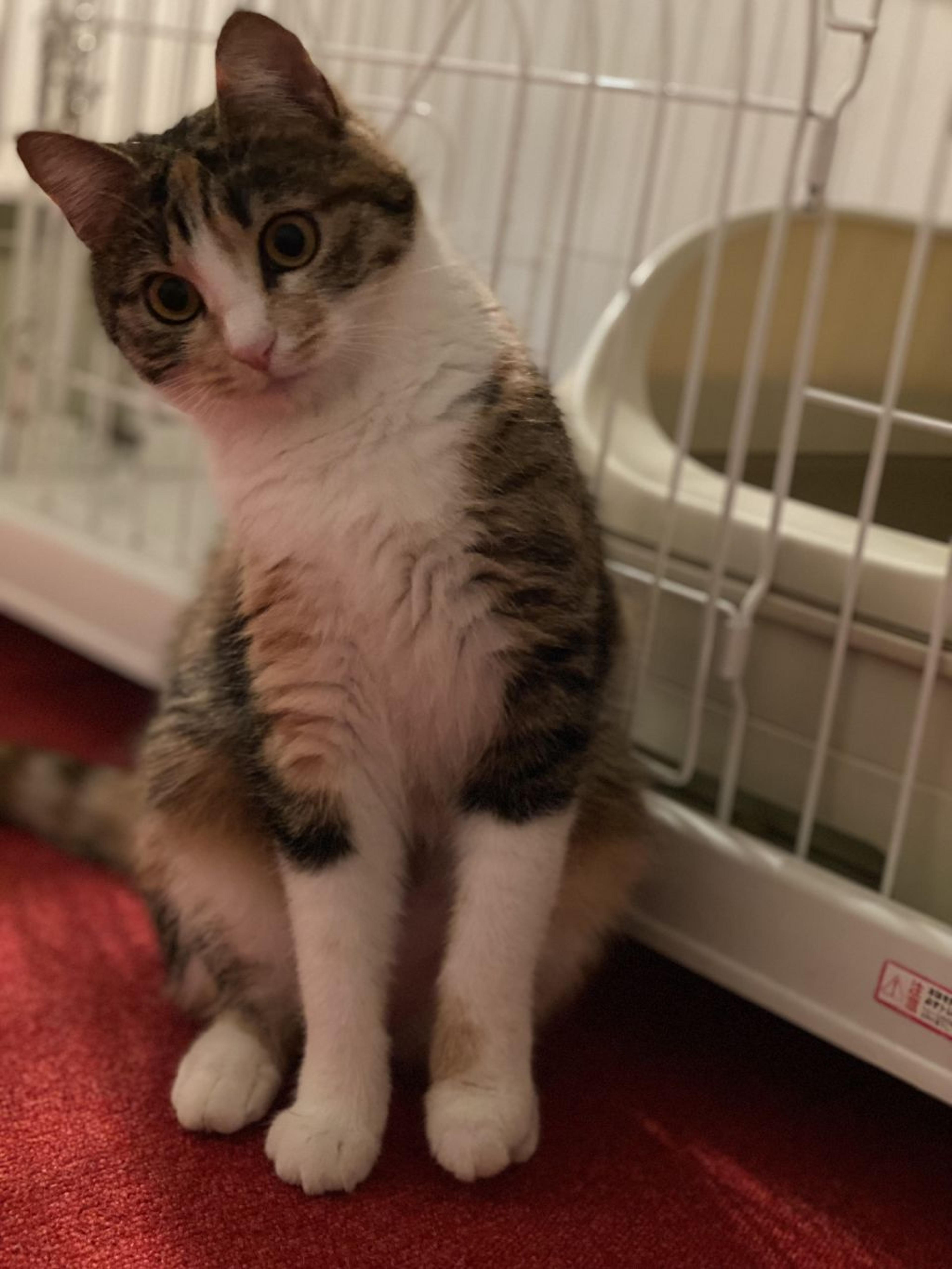 pet-image-7