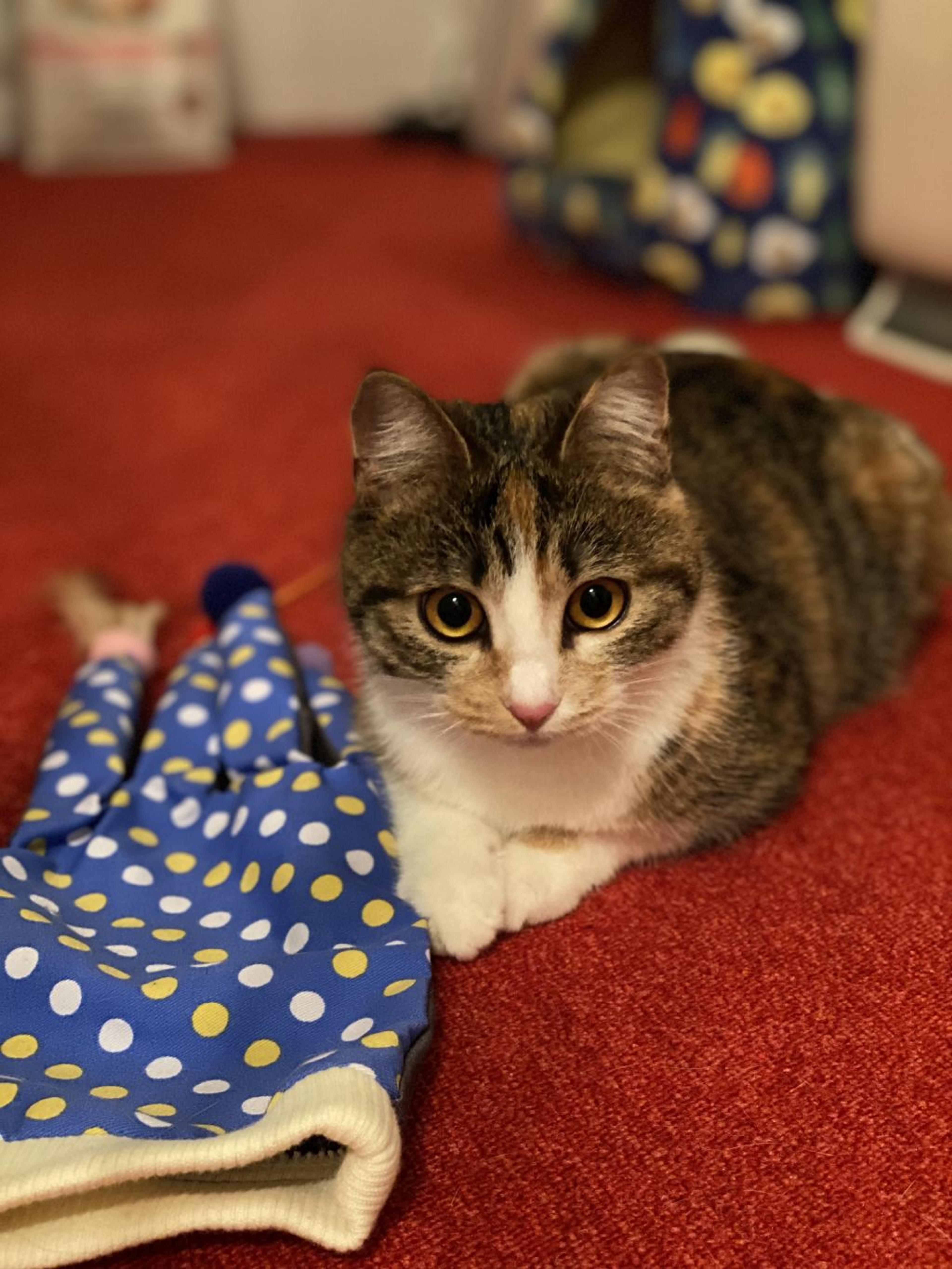 pet-image-8