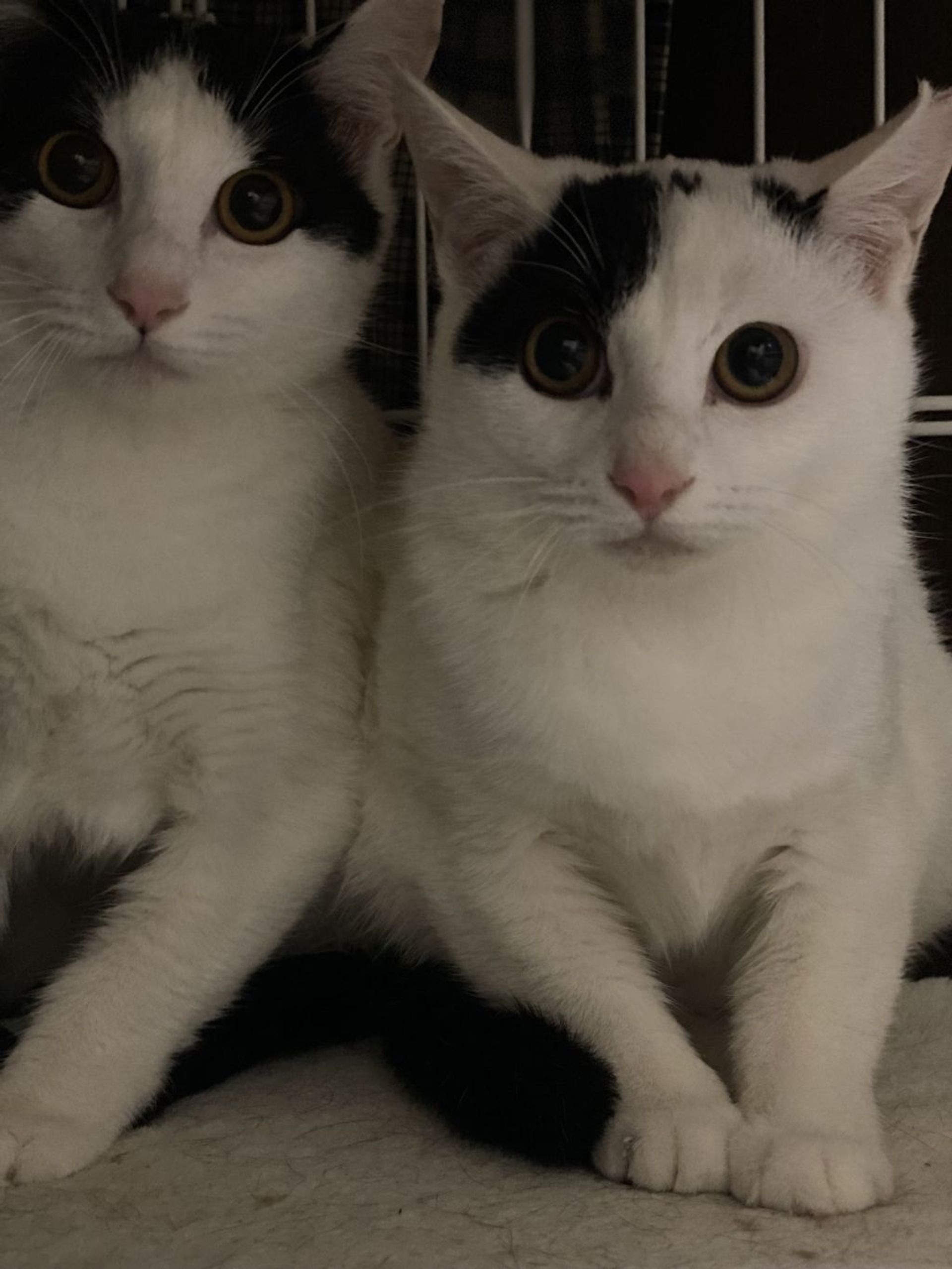 雑種（ミックス猫）・メスの里親募集の写真