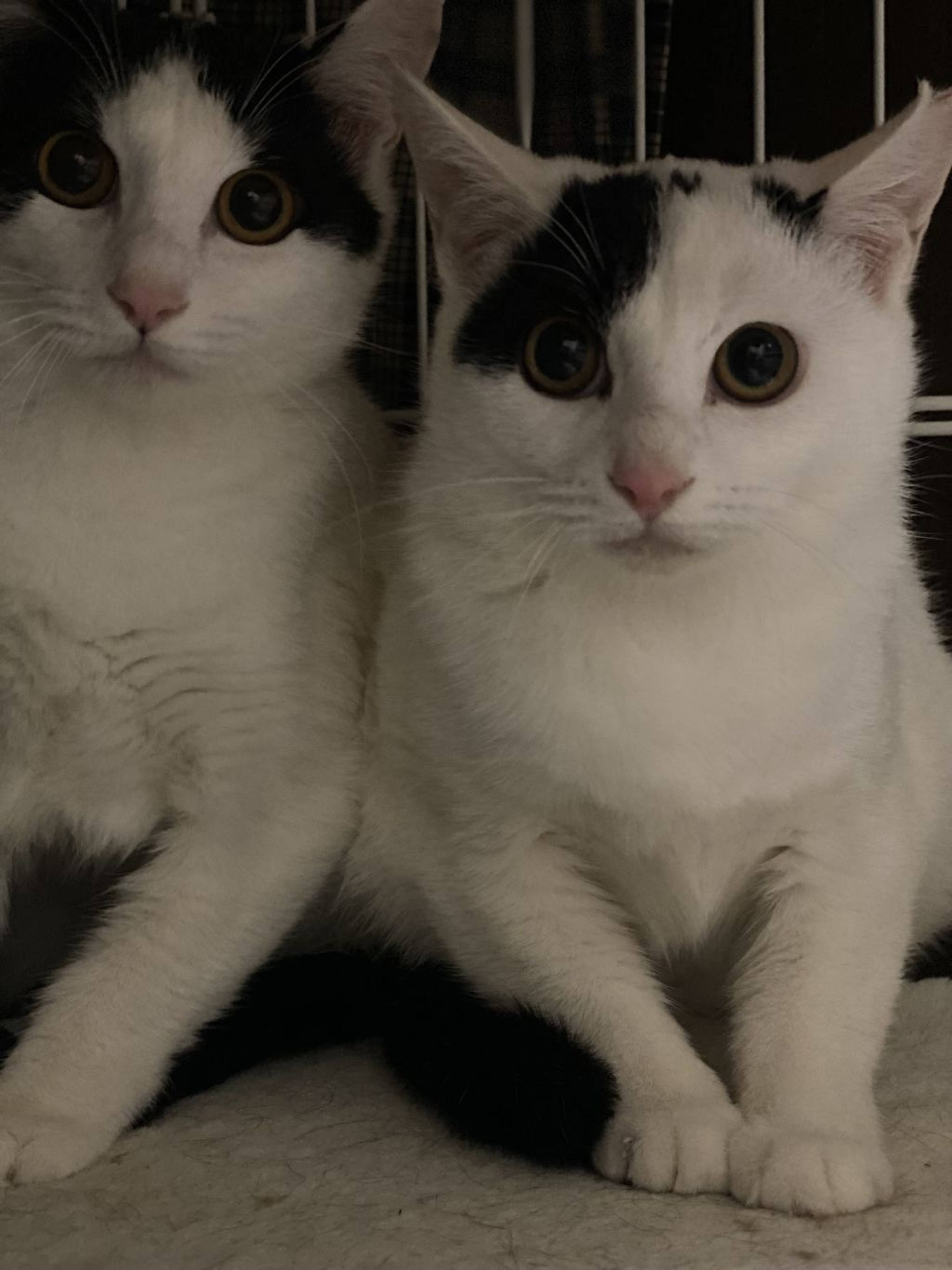 雑種（ミックス猫）・メスの里親募集の写真