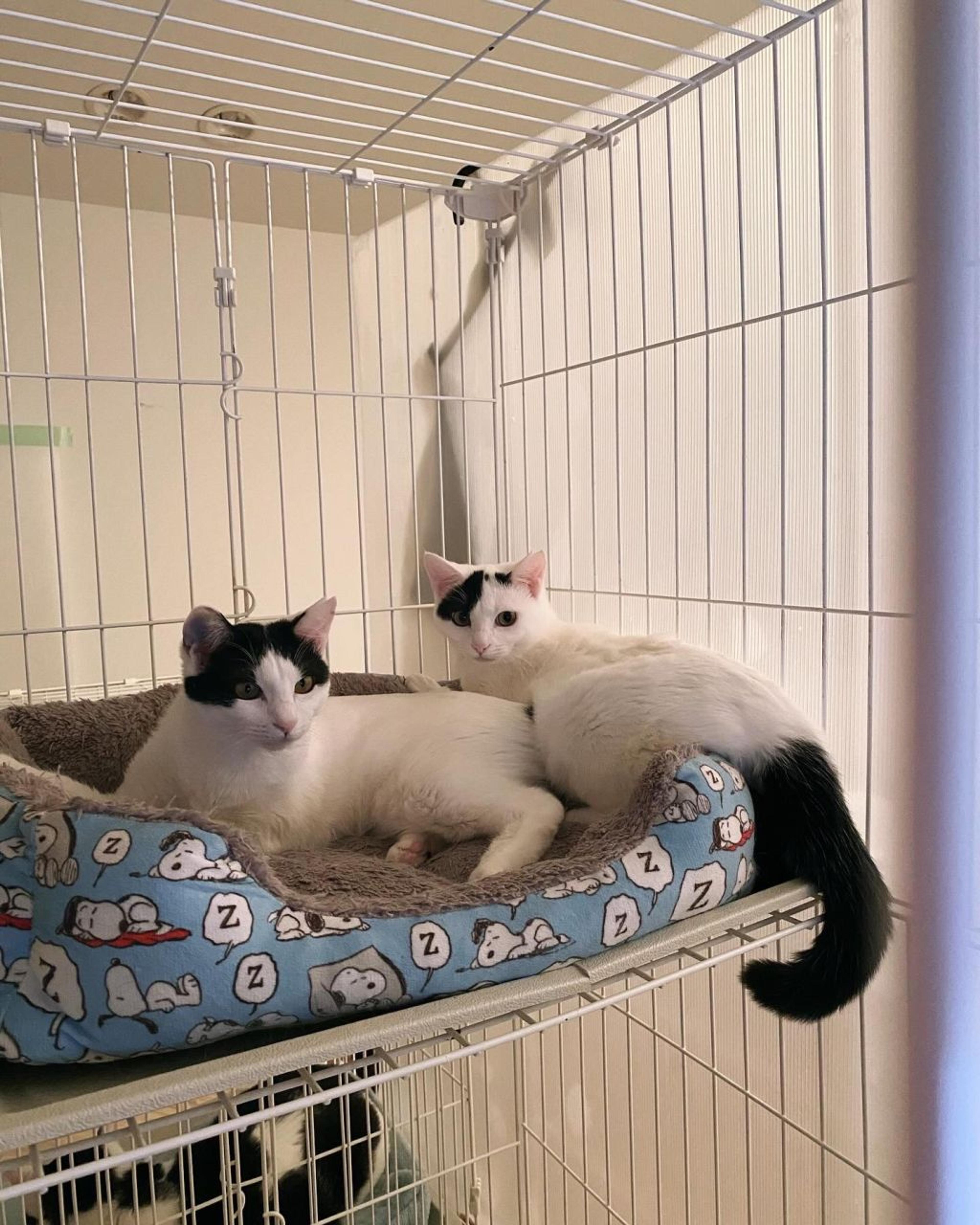 pet-image-5