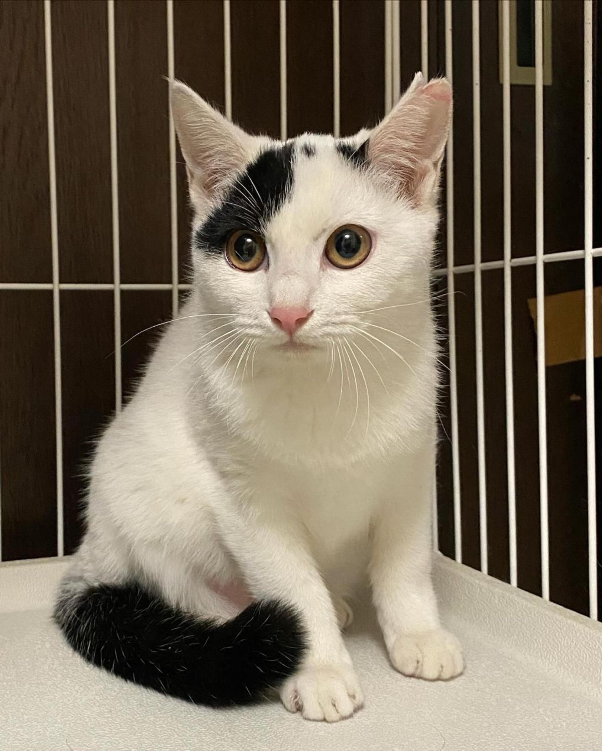 pet-image-2