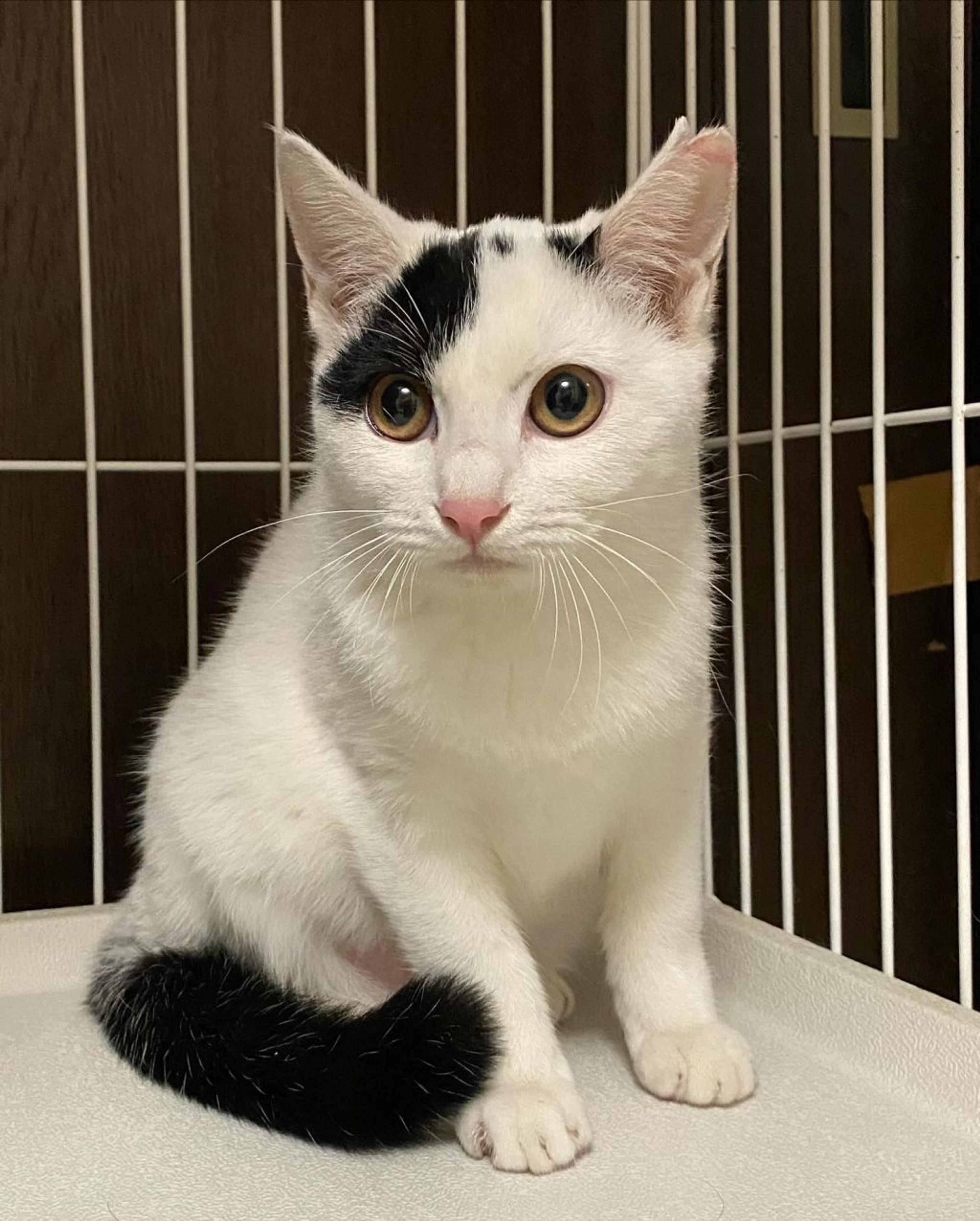 pet-image-2