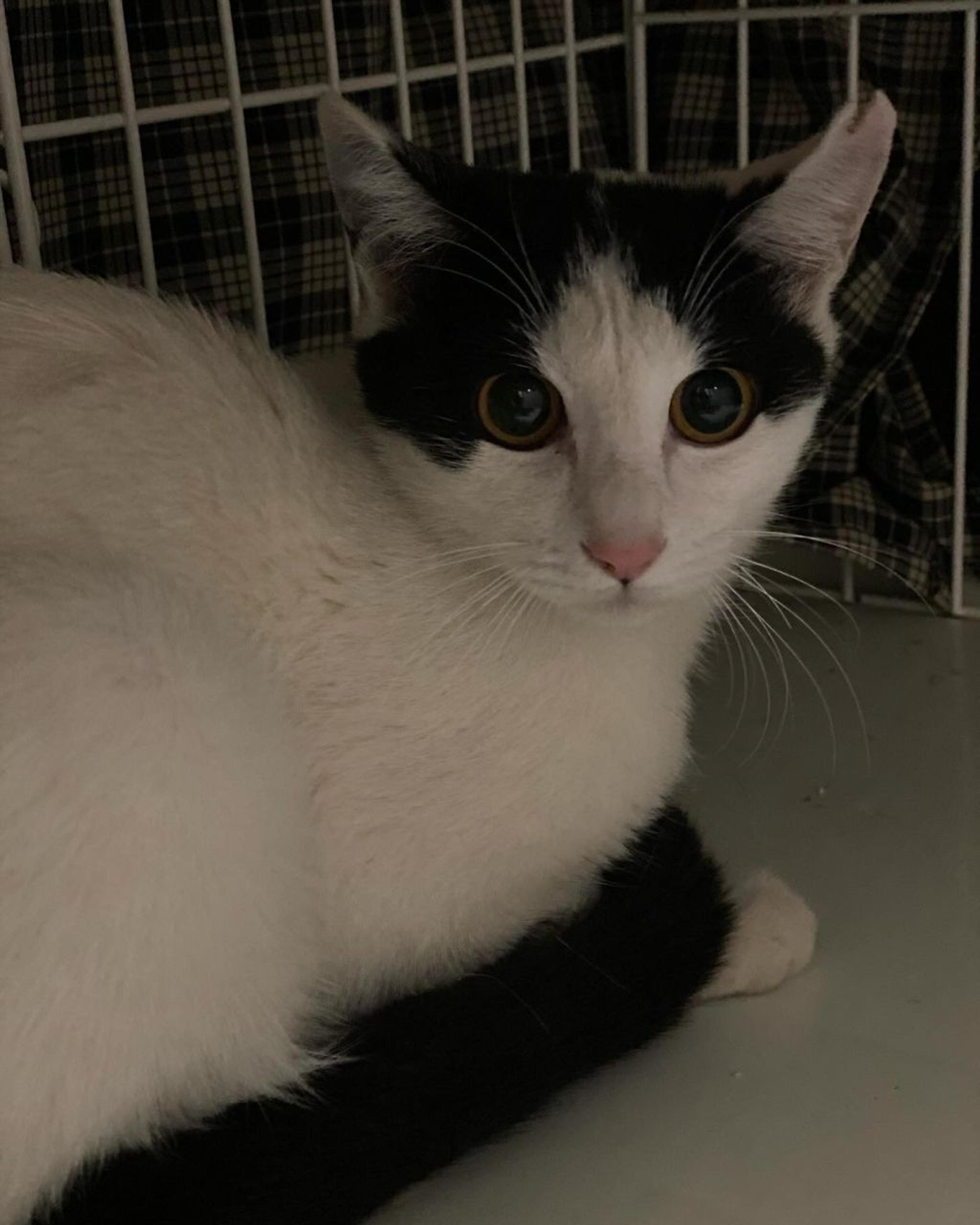 pet-image-6