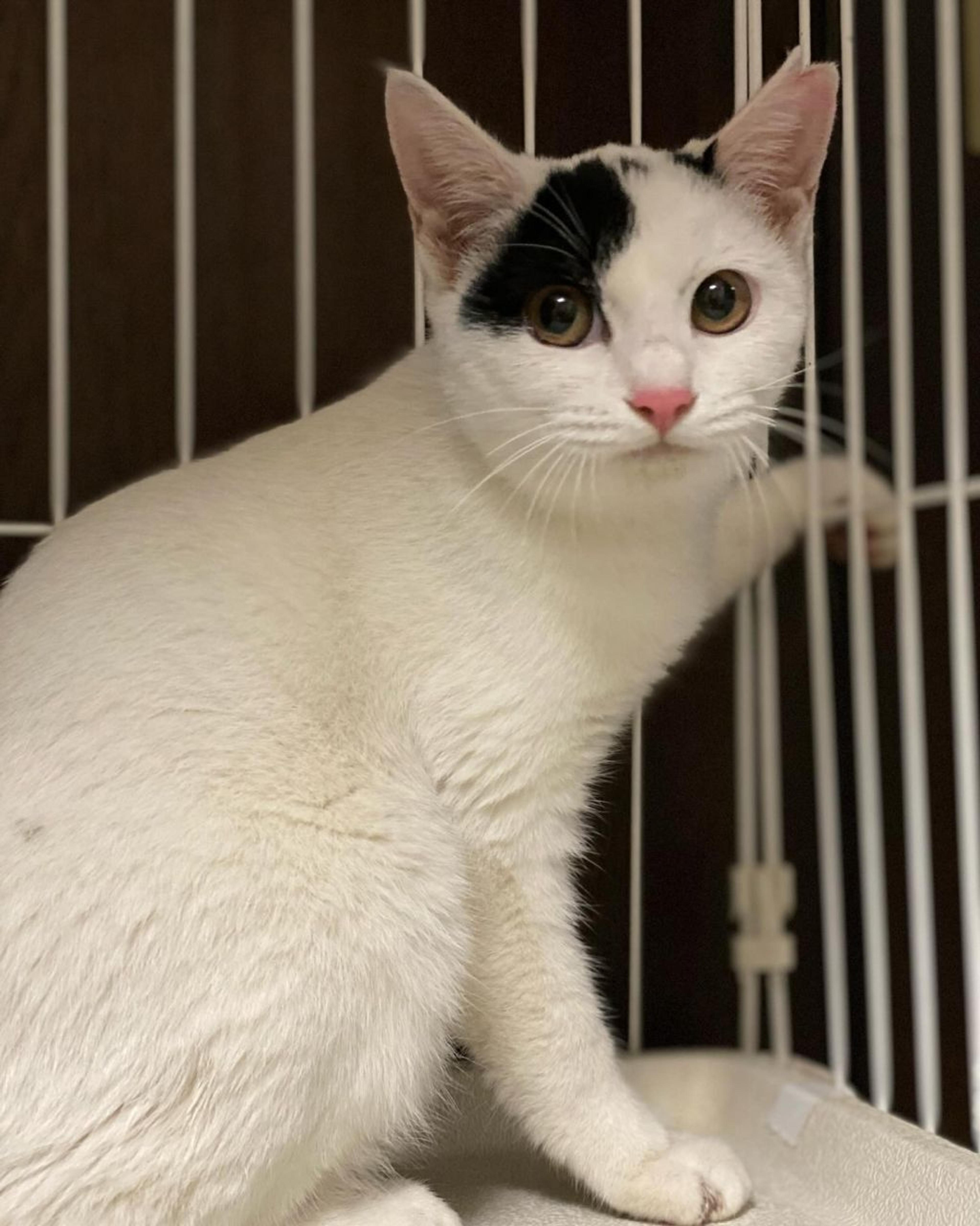 pet-image-9